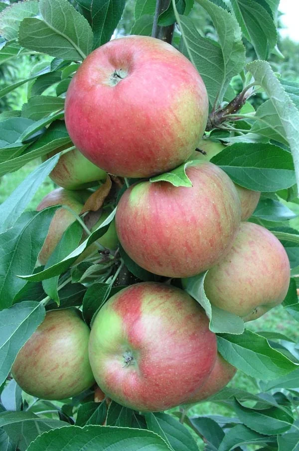 Fruit Snacks® Sweet Treat™ Columnar Apple 4 Fruit Snacks® Sweet Treat™ Columnar Apple
