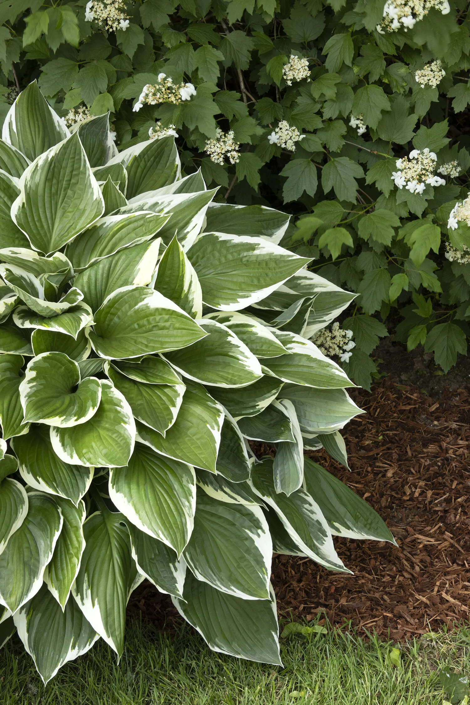 Francee Hosta