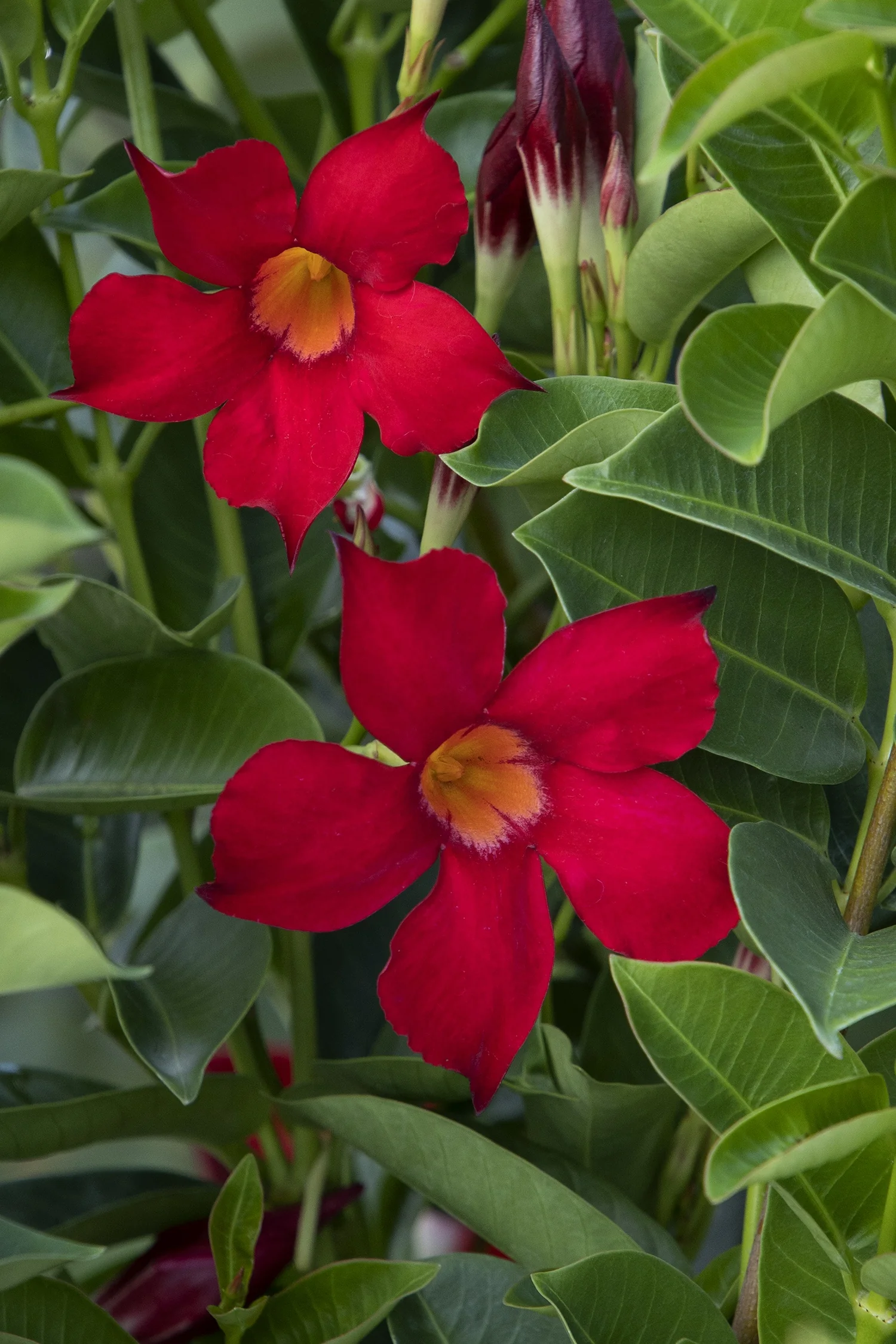 Sunvilla® Red Mandevilla 2 Sunvilla® Red Mandevilla