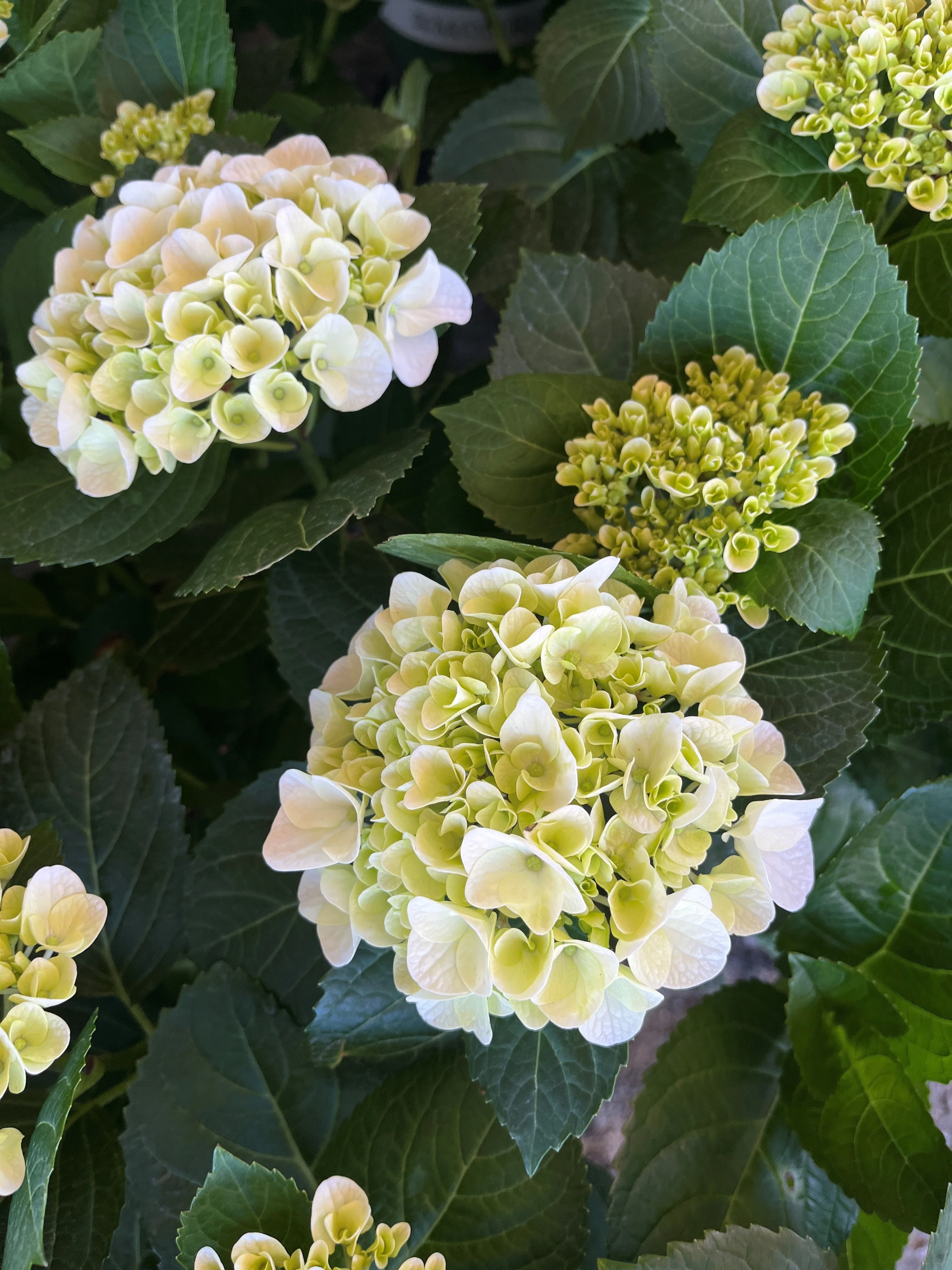Hi™ White Sun Hydrangea 3 Hi™ White Sun Hydrangea