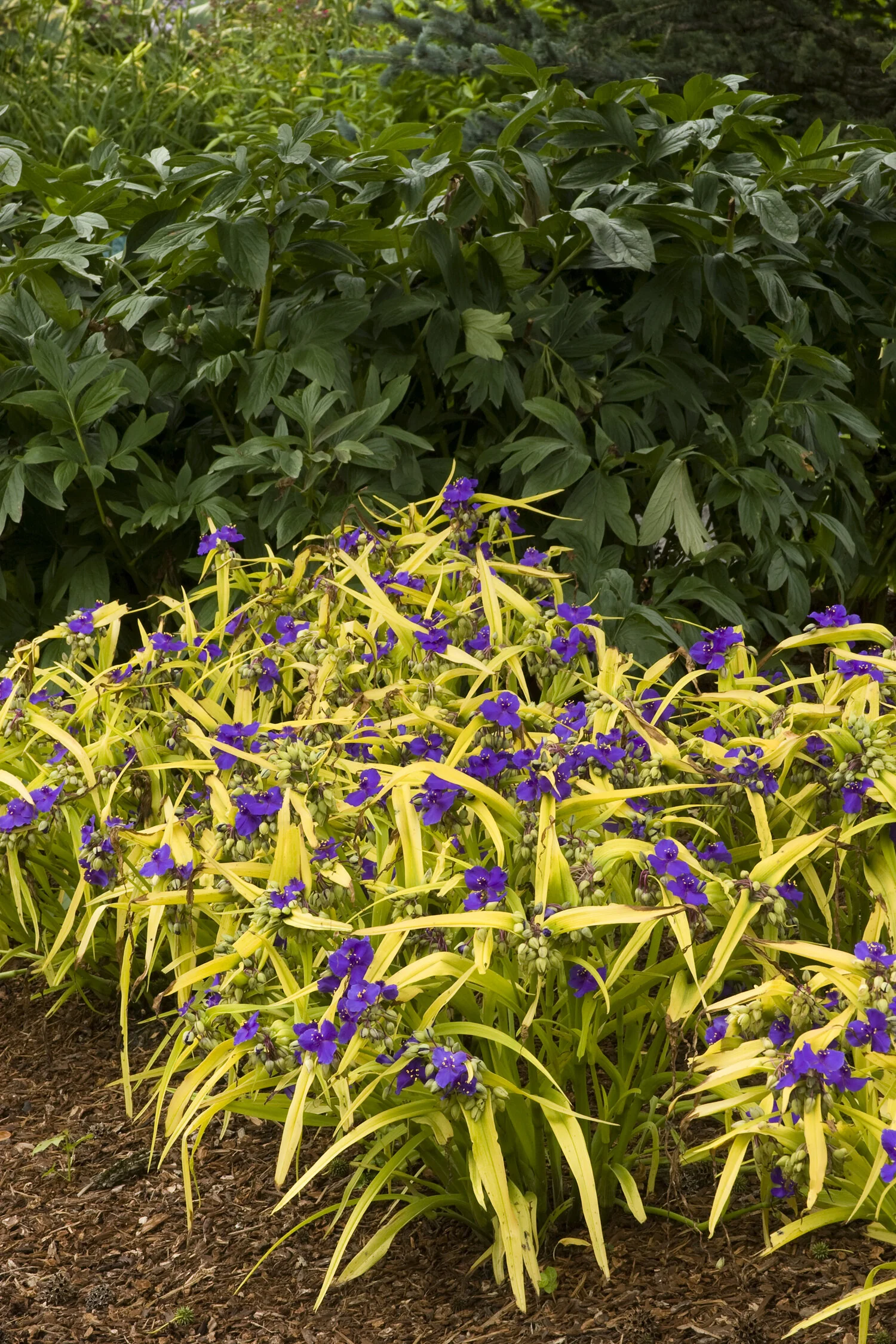 Blue & Gold Spiderwort
