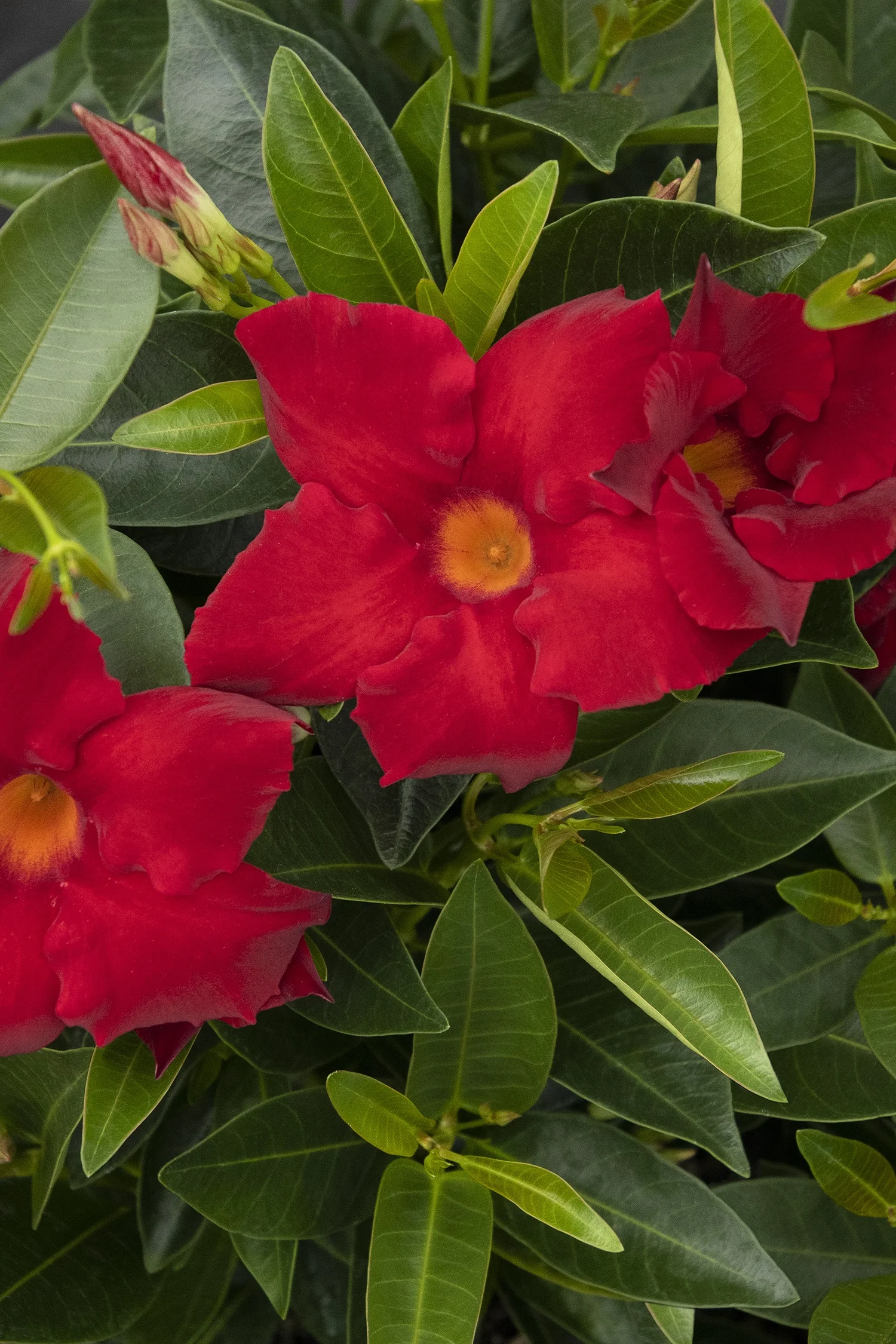 Sunvilla® Giant Red Mandevilla