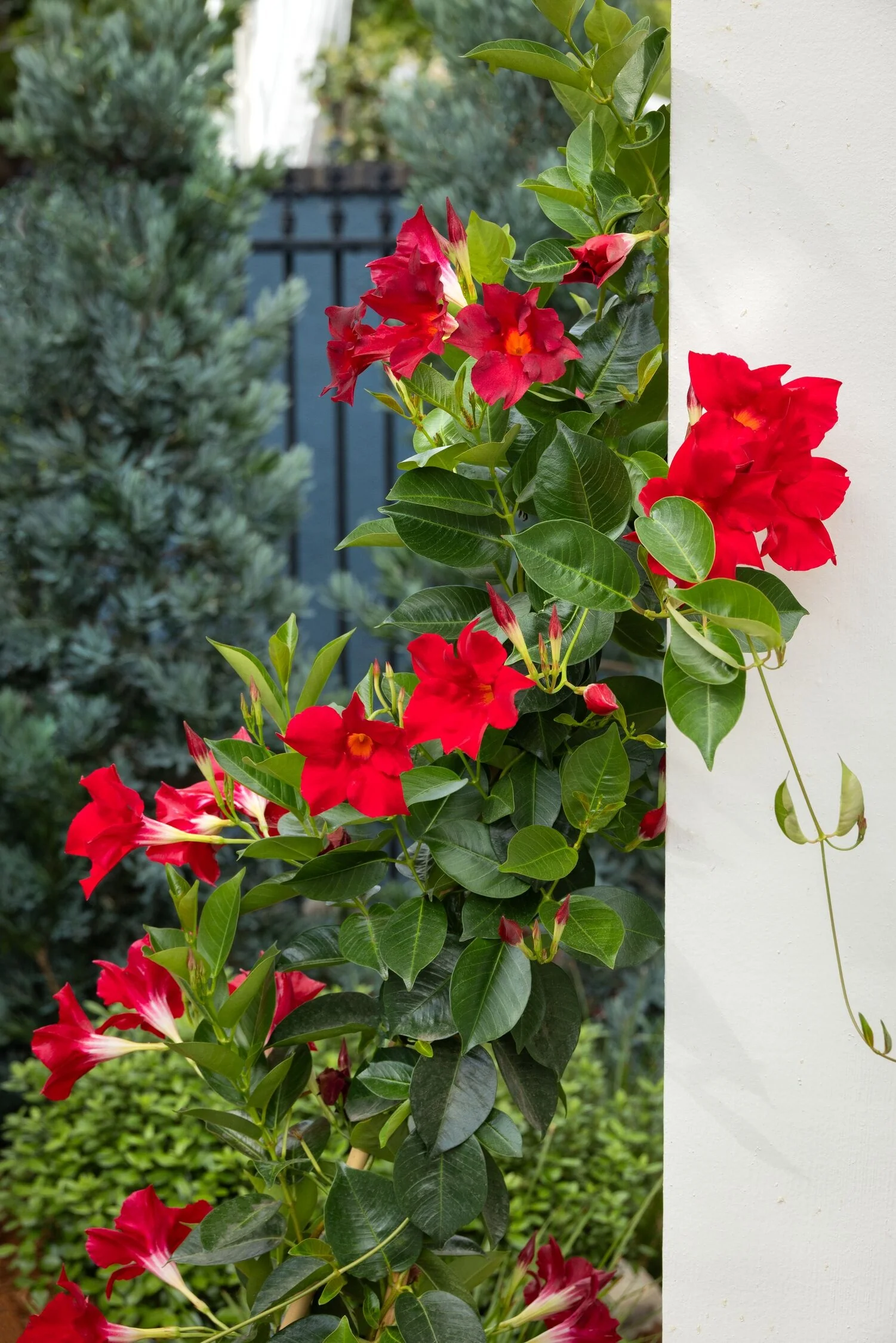 Sunvilla® Giant Red Mandevilla 2 Sunvilla® Giant Red Mandevilla