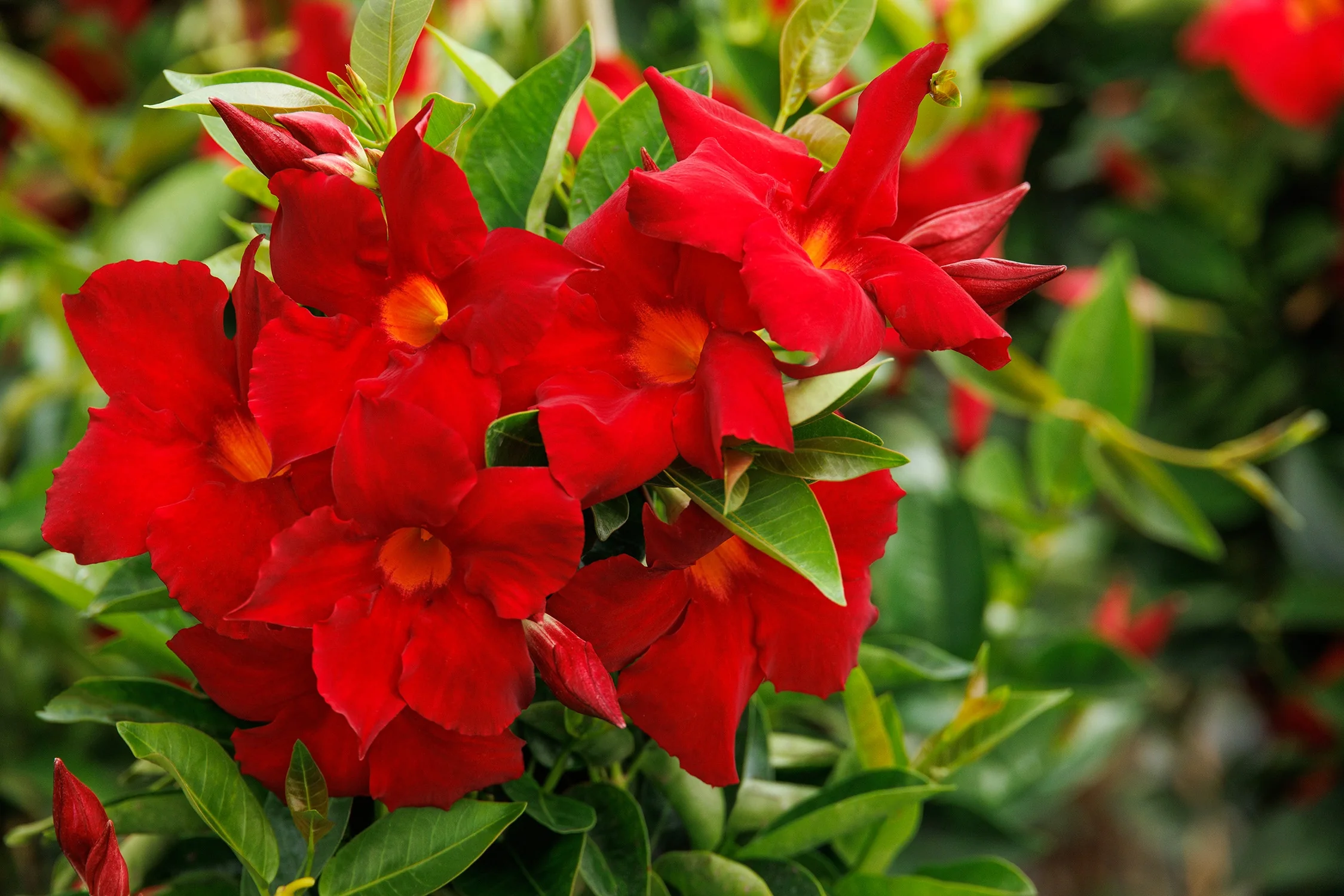Sunvilla® Giant Red Mandevilla 3 Sunvilla® Giant Red Mandevilla