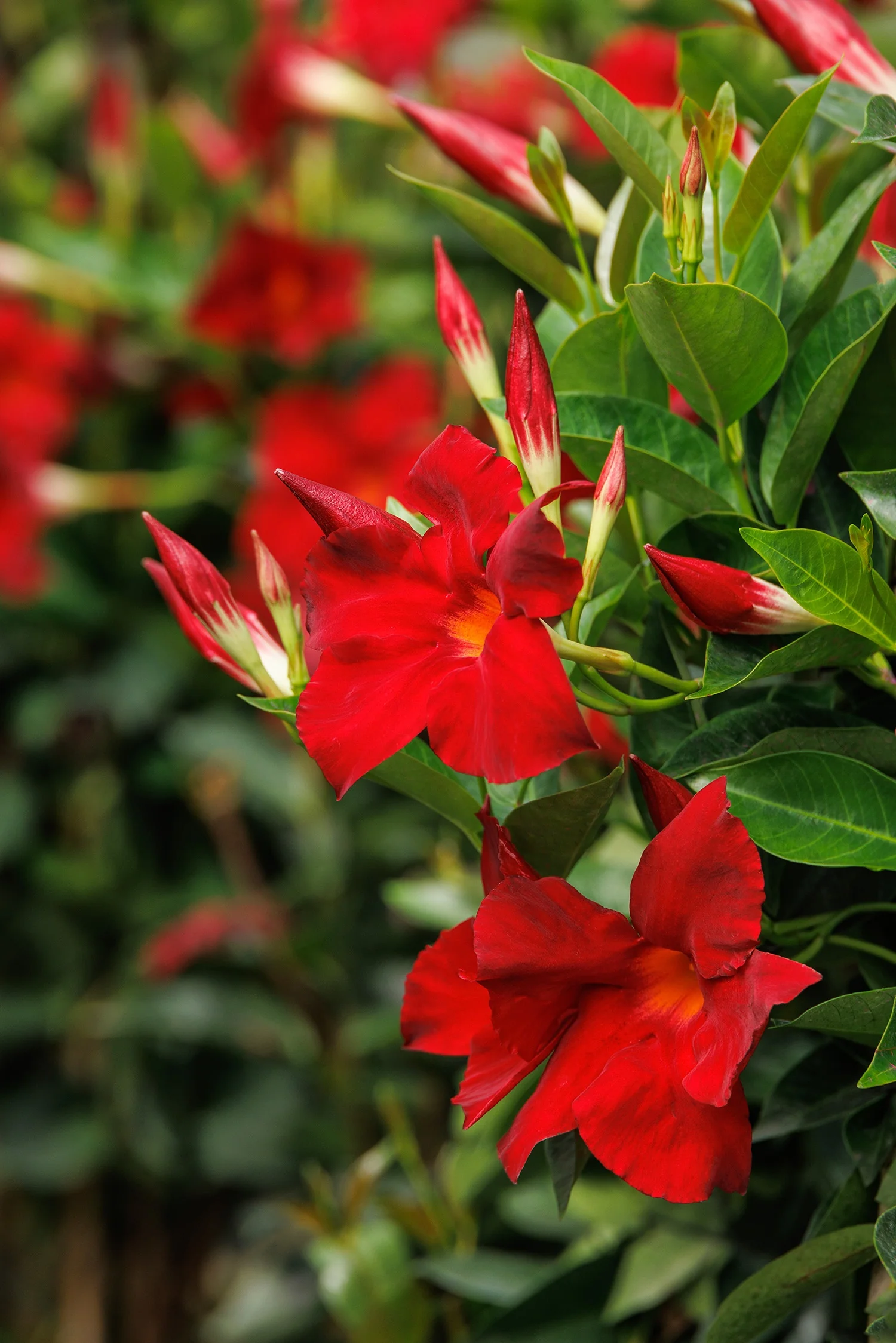 Sunvilla® Giant Red Mandevilla 4 Sunvilla® Giant Red Mandevilla