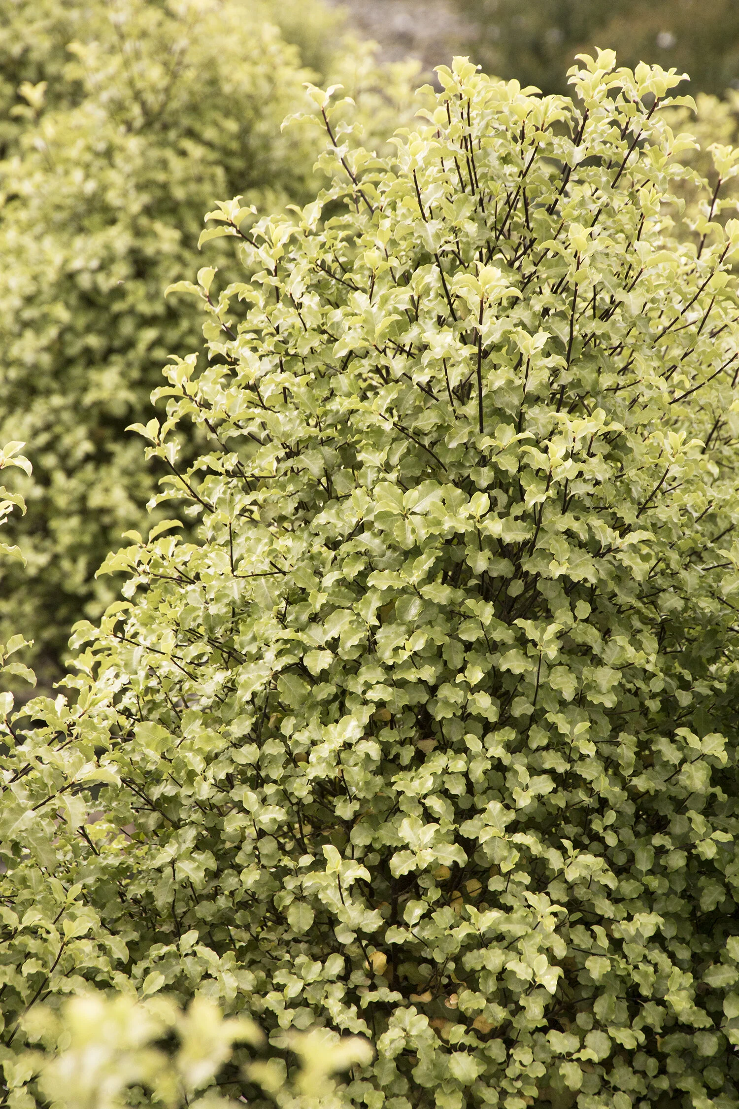Tasman Ruffles Pittosporum