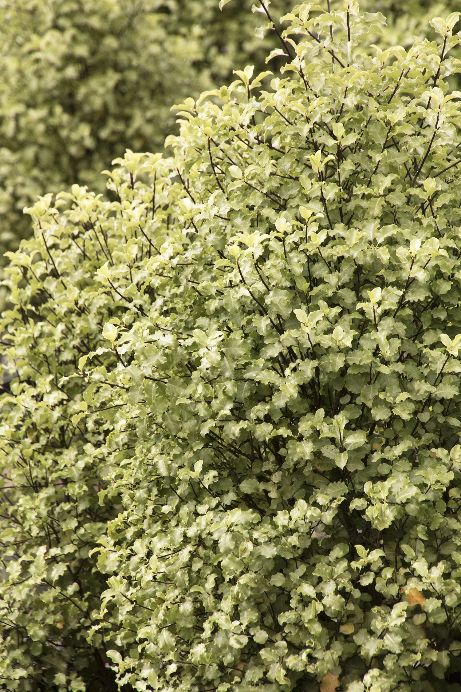 Tasman Ruffles Pittosporum 3 Tasman Ruffles Pittosporum
