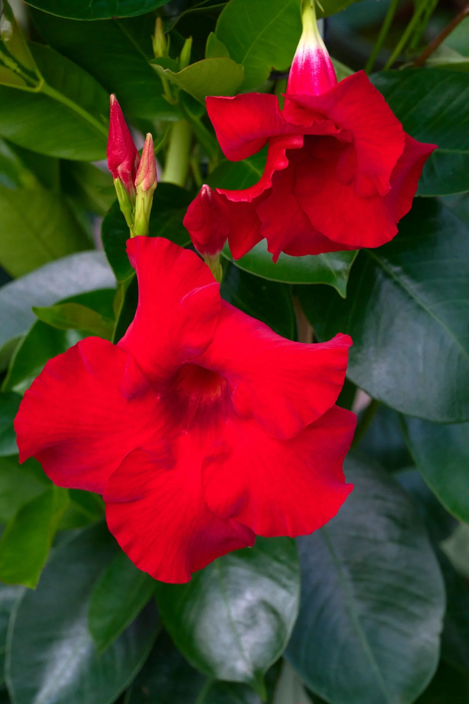 Sundenia® Red Improved Mandevilla 1 Sundenia® Red Improved Mandevilla