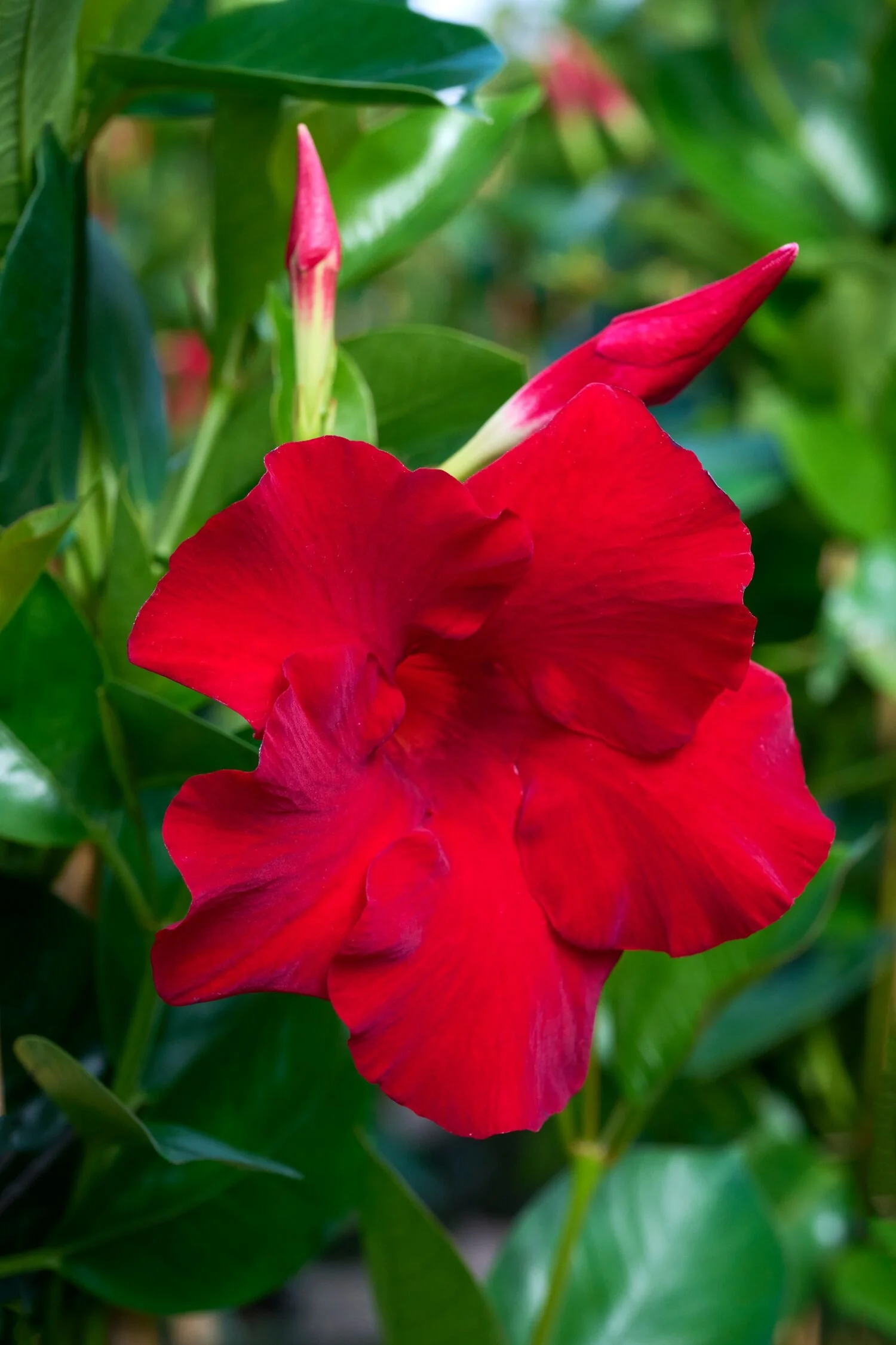 Sundenia® Red Improved Mandevilla 2 Sundenia® Red Improved Mandevilla