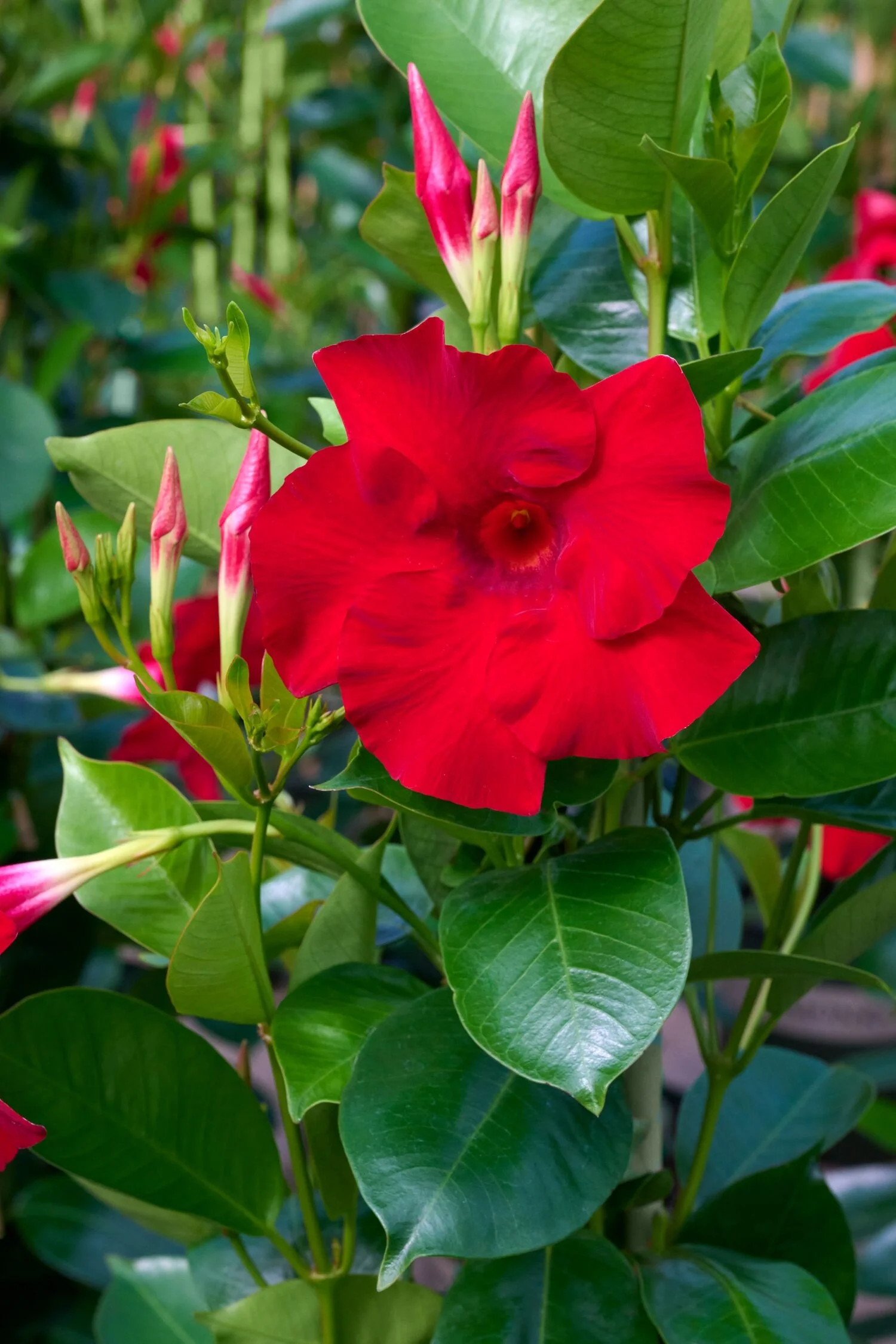Sundenia® Red Improved Mandevilla 3 Sundenia® Red Improved Mandevilla