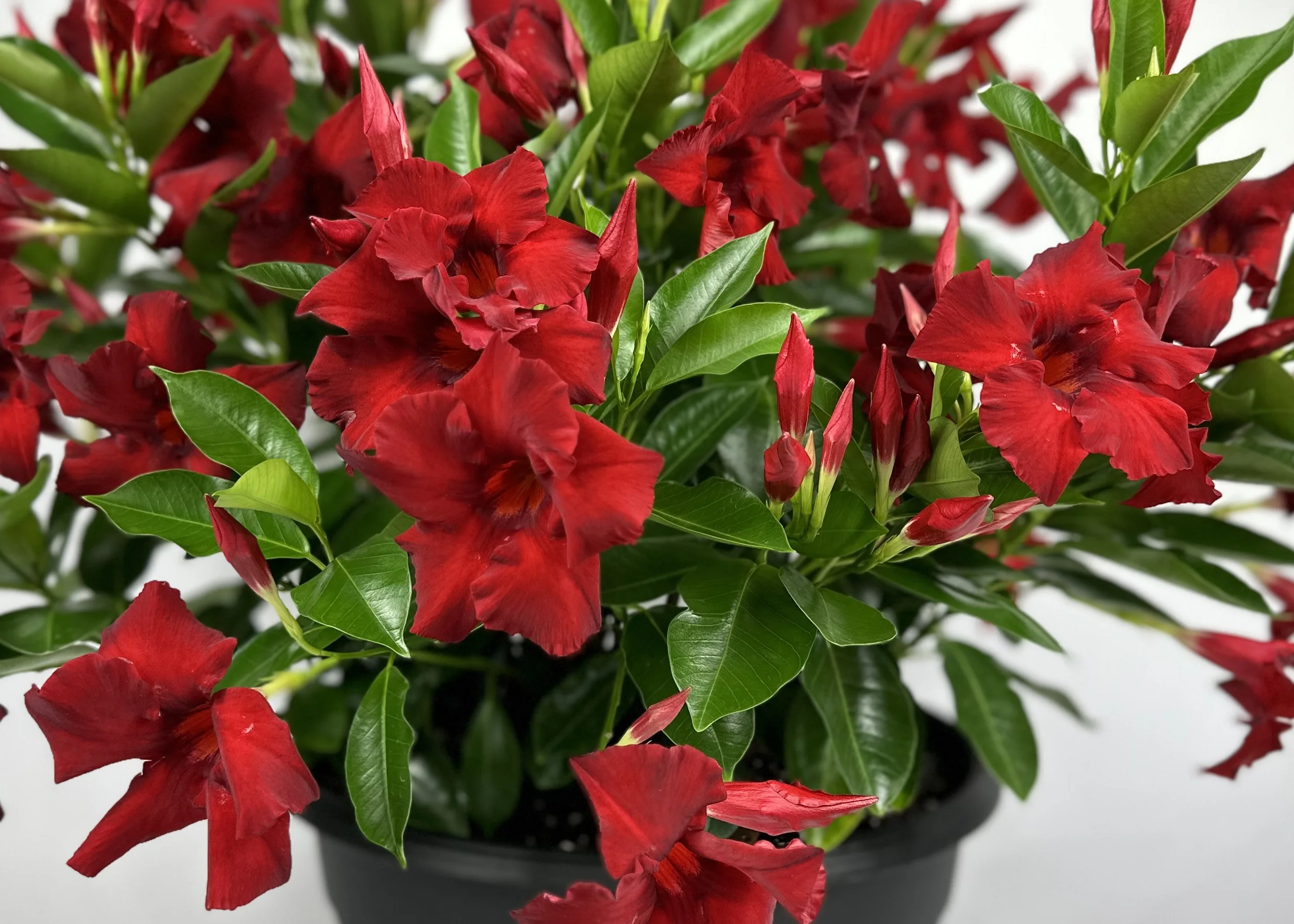 Sundenia® Red Improved Mandevilla 4 Sundenia® Red Improved Mandevilla