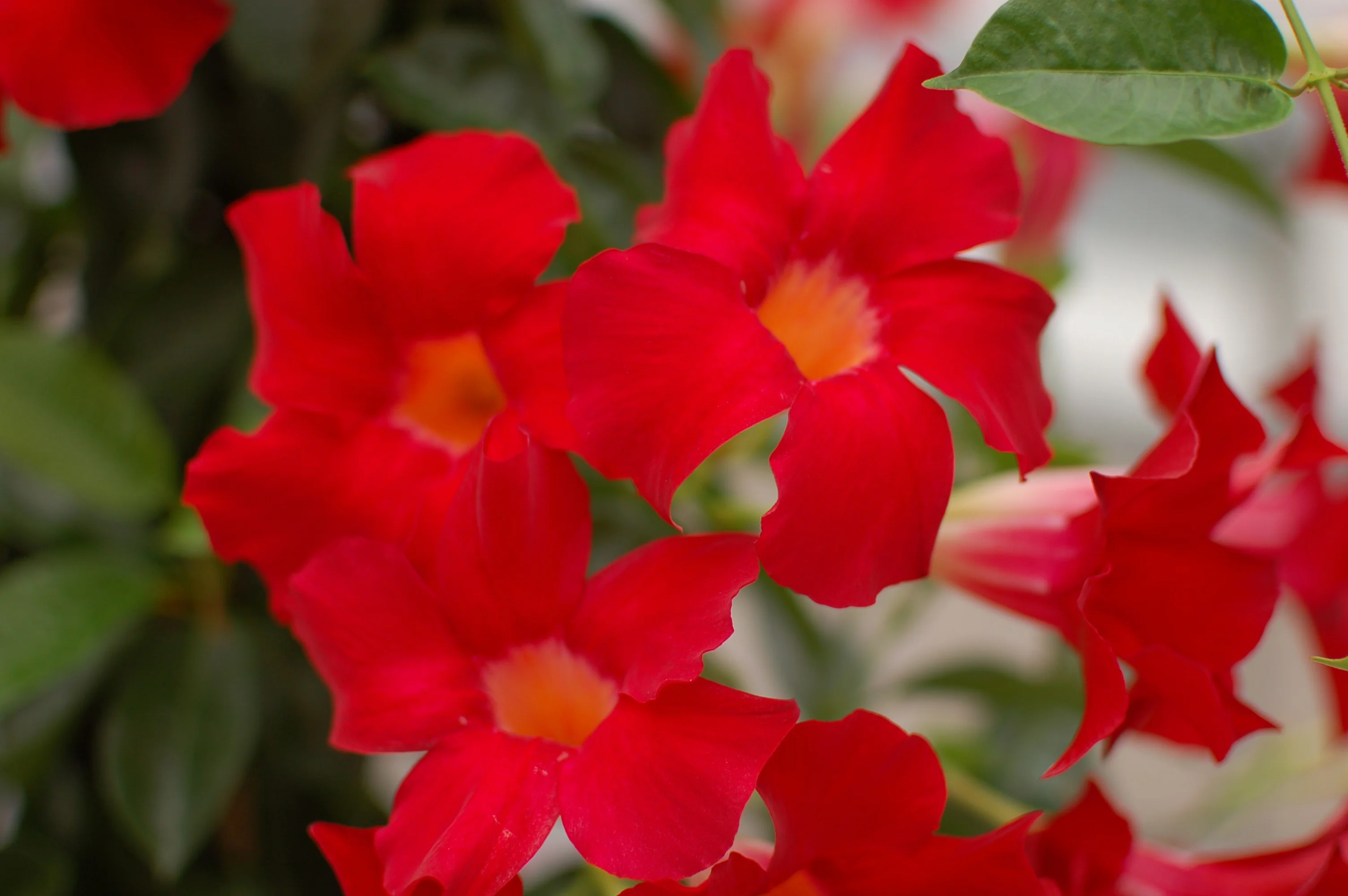 Sundenia® Suprema Crimson Mandevilla 8 Sundenia® Suprema Crimson Mandevilla