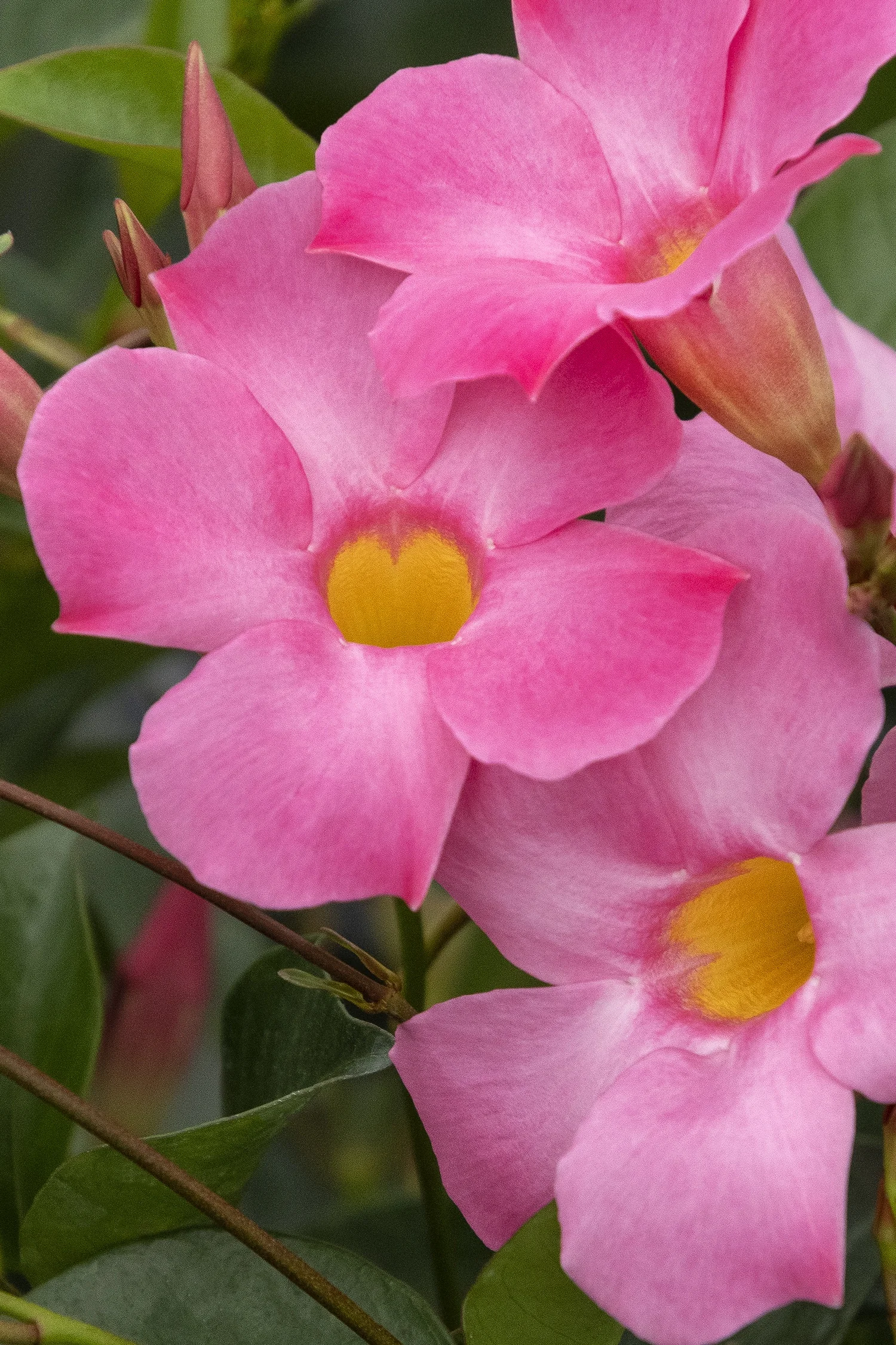Sun Parasol® Pretty Pink Mandevilla