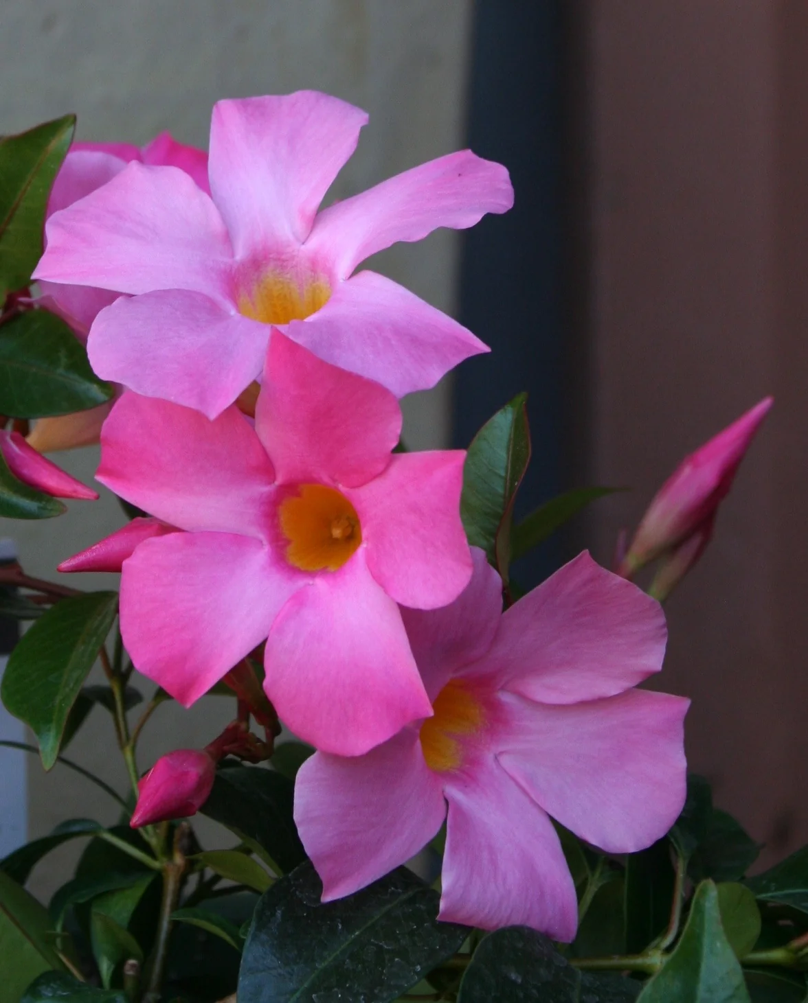 Sun Parasol® Pretty Pink Mandevilla