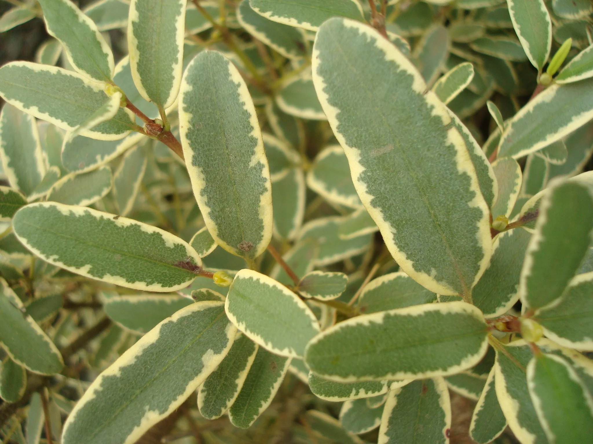 Variegated Tasmanian Leatherwood