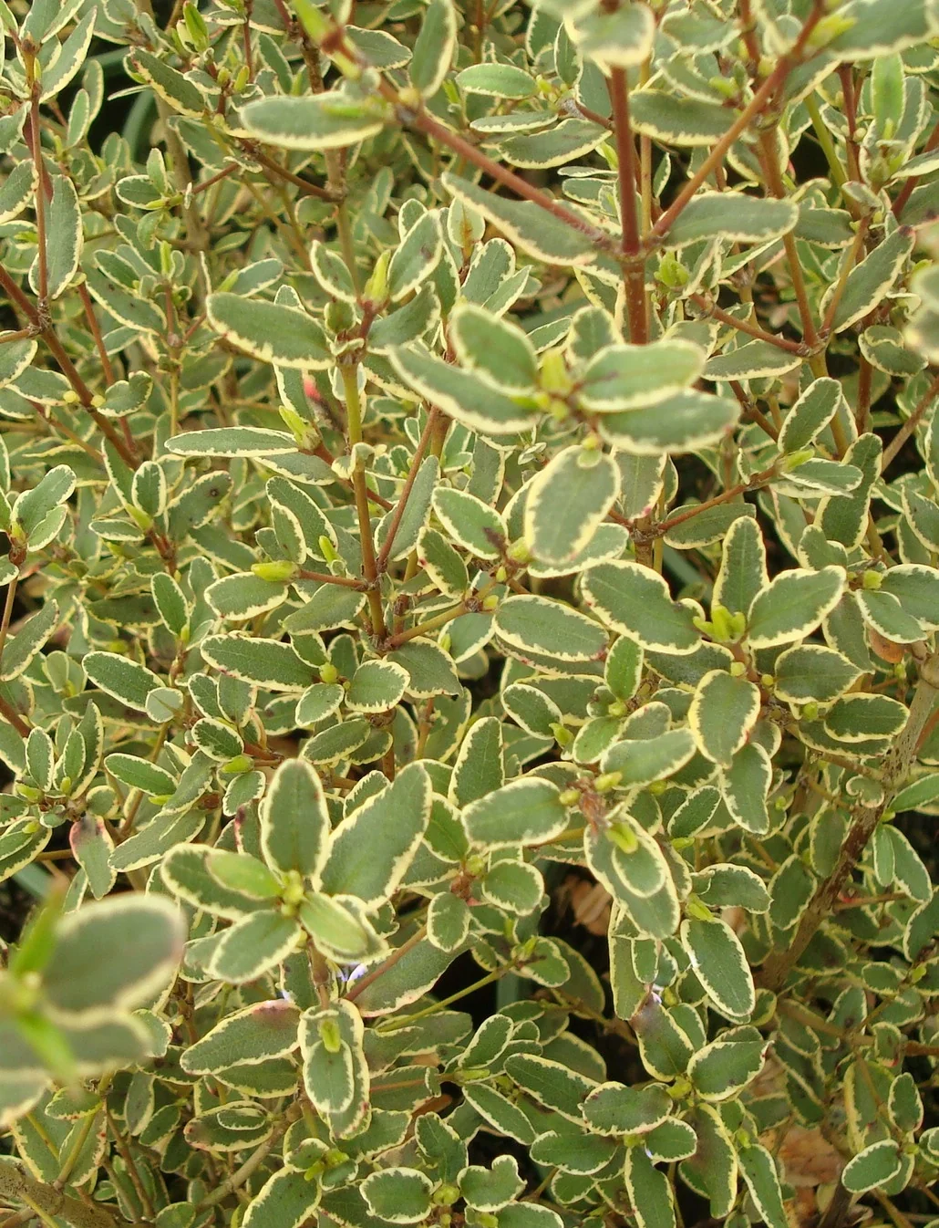 Variegated Tasmanian Leatherwood 2 Variegated Tasmanian Leatherwood