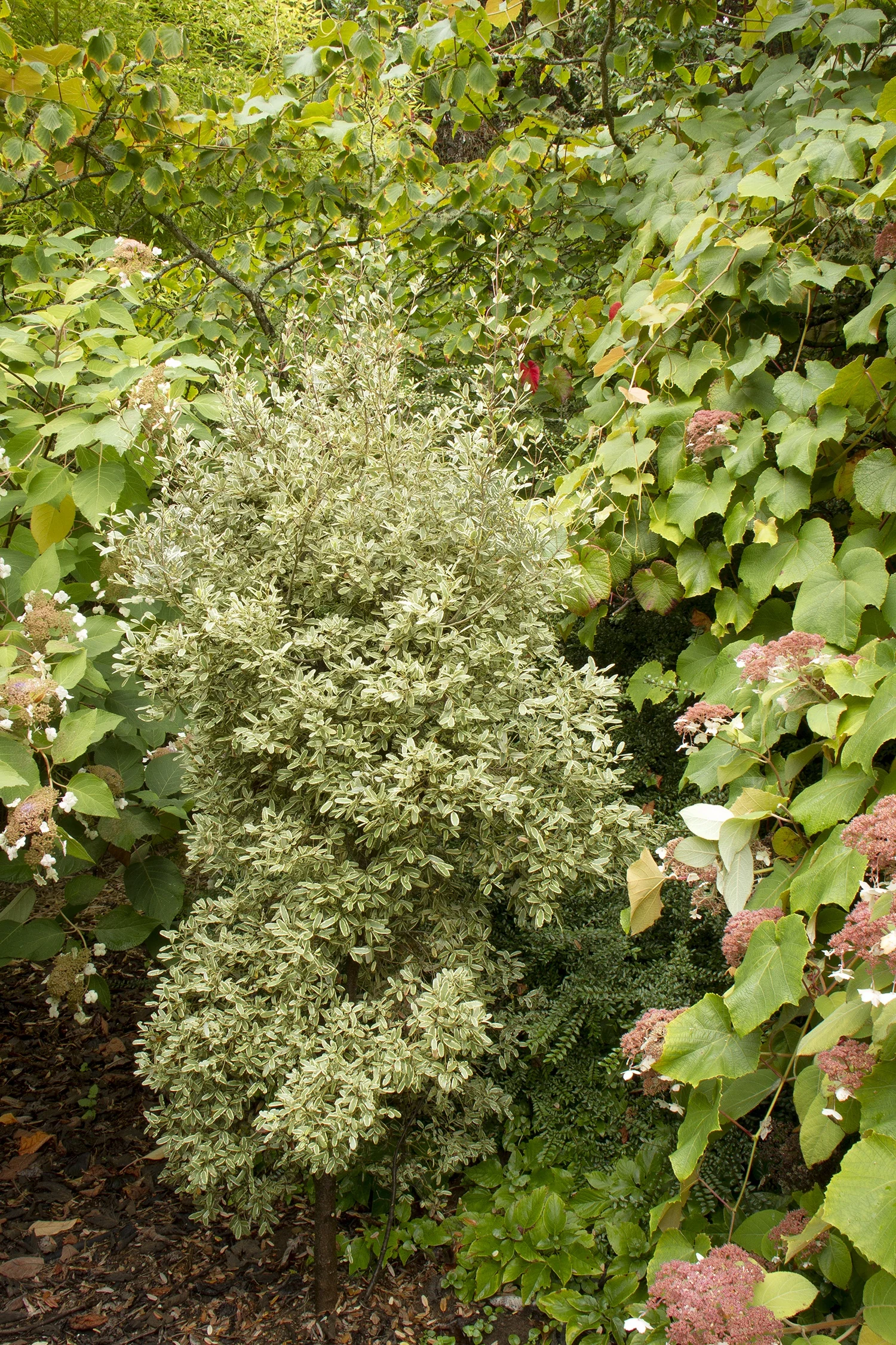 Variegated Tasmanian Leatherwood 3 Variegated Tasmanian Leatherwood