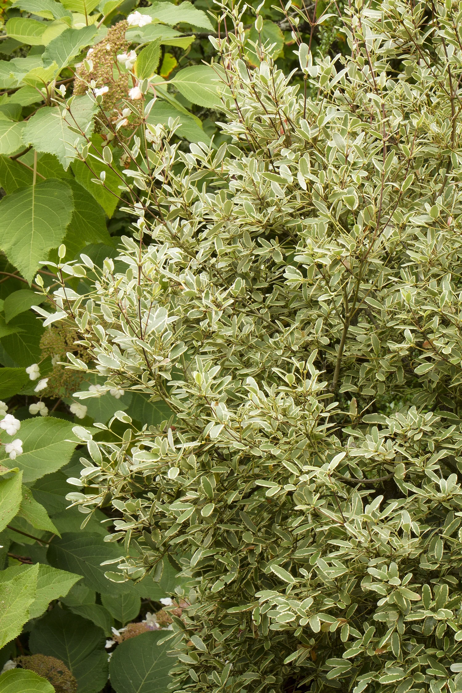 Variegated Tasmanian Leatherwood 4 Variegated Tasmanian Leatherwood