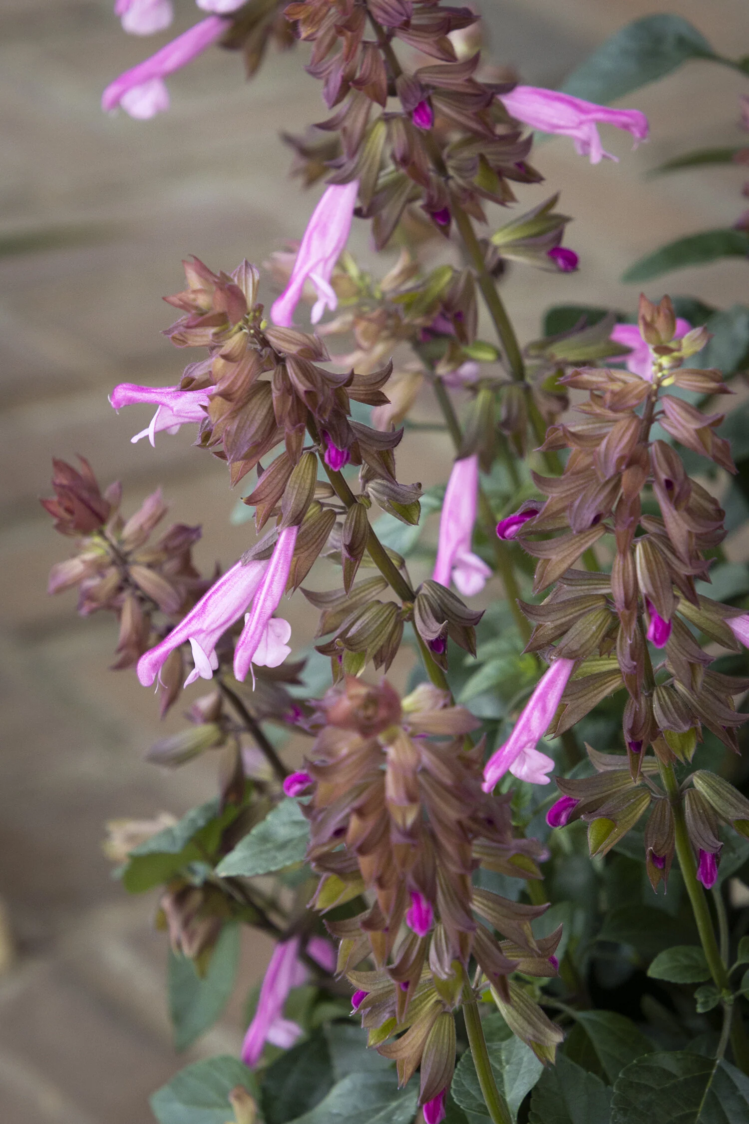 Skyscraper™ Pink Salvia