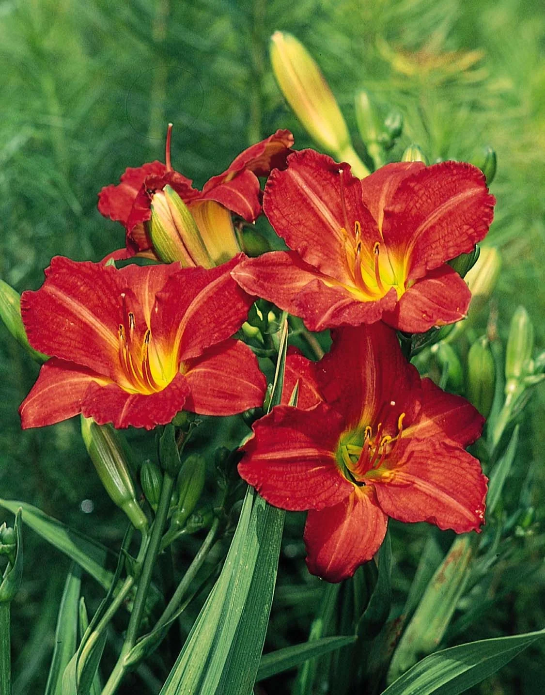 Red Rum Daylily 8 Red Rum Daylily