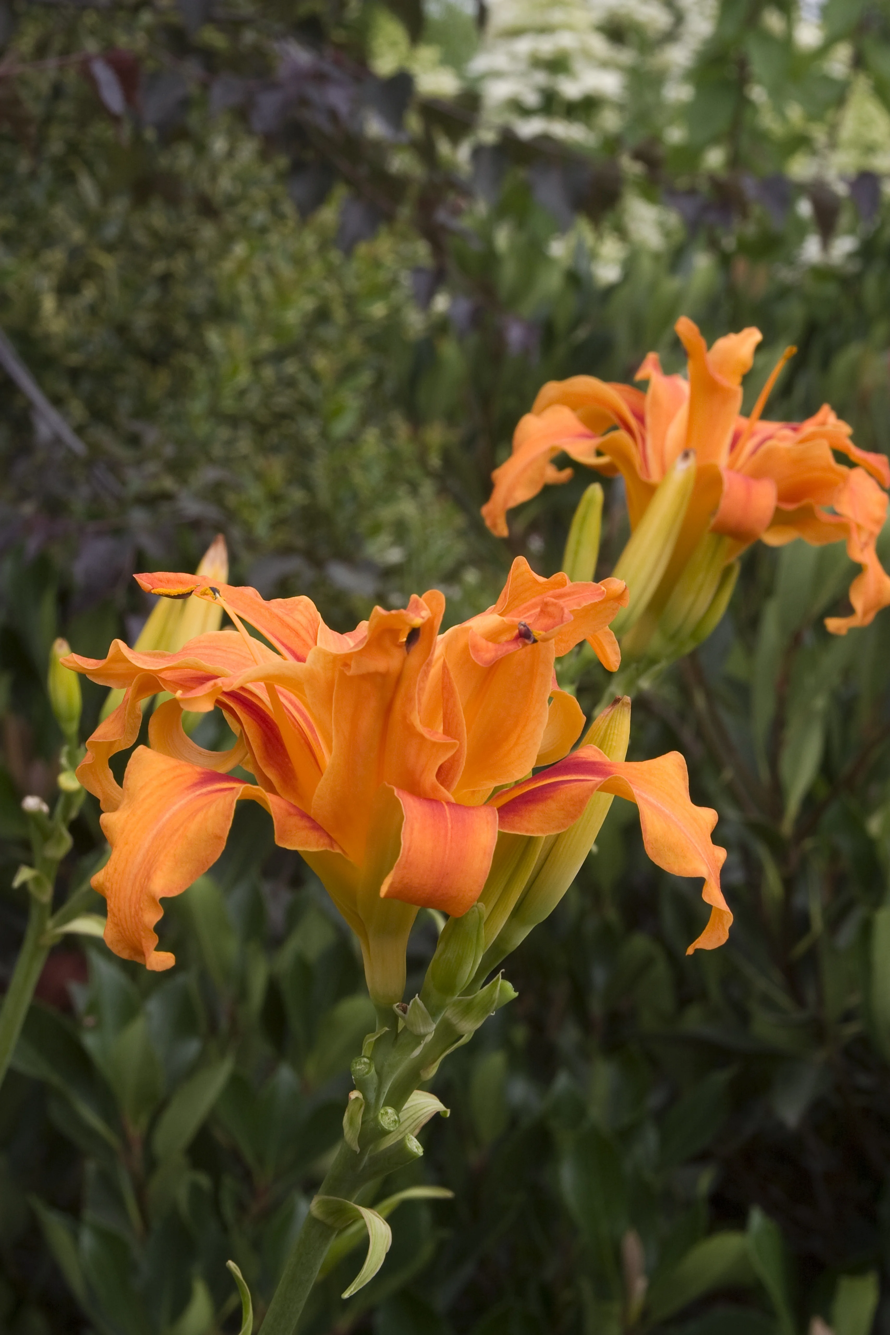 Starburst® Susie Evergreen Daylily 1 Starburst® Susie Evergreen Daylily