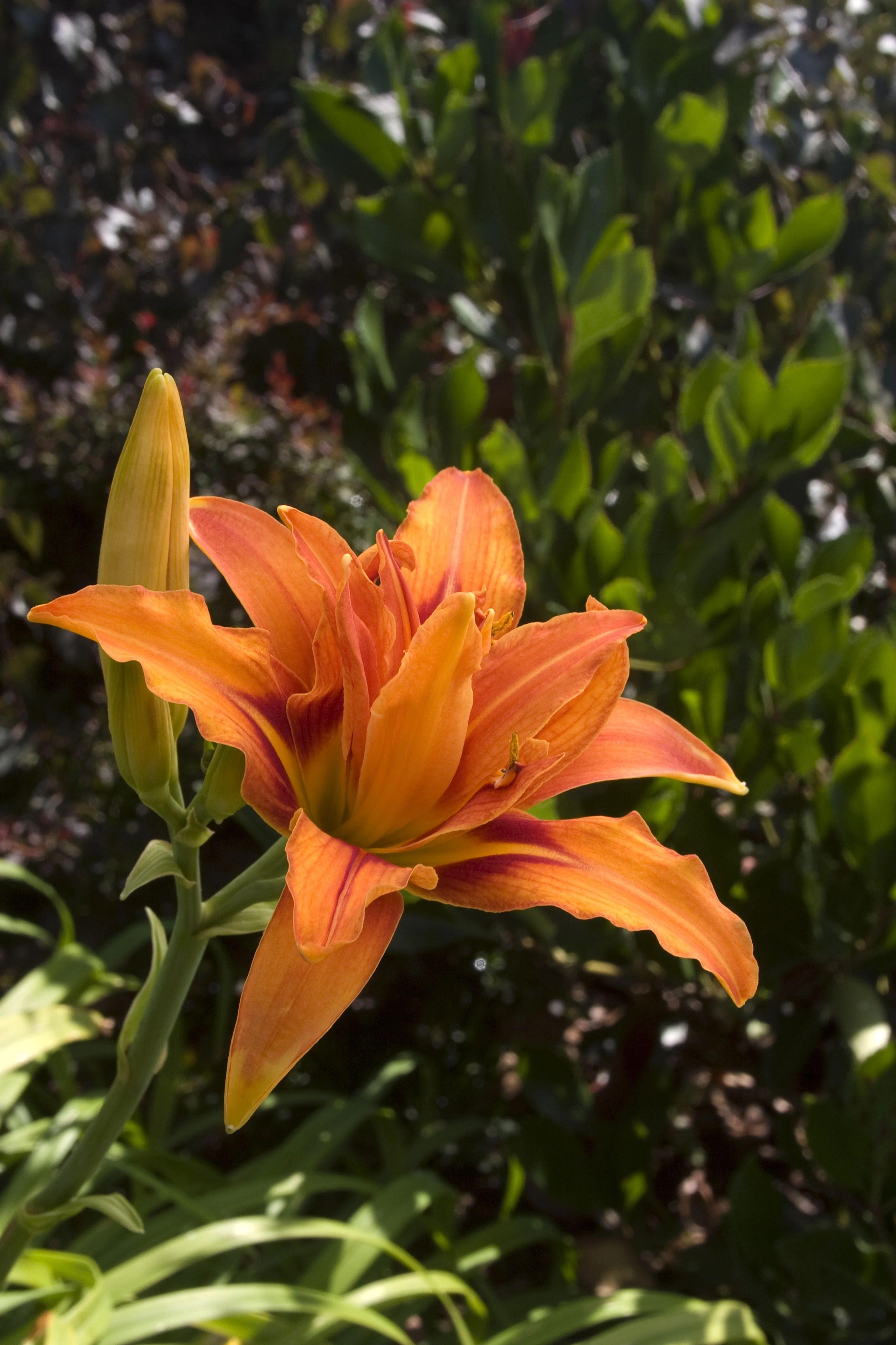 Starburst® Susie Evergreen Daylily 2 Starburst® Susie Evergreen Daylily