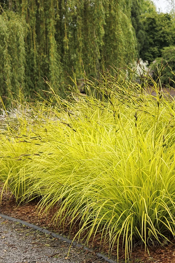 Bowles Golden Sedge