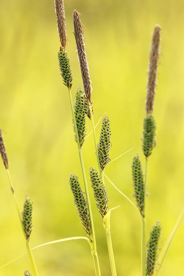 Bowles Golden Sedge