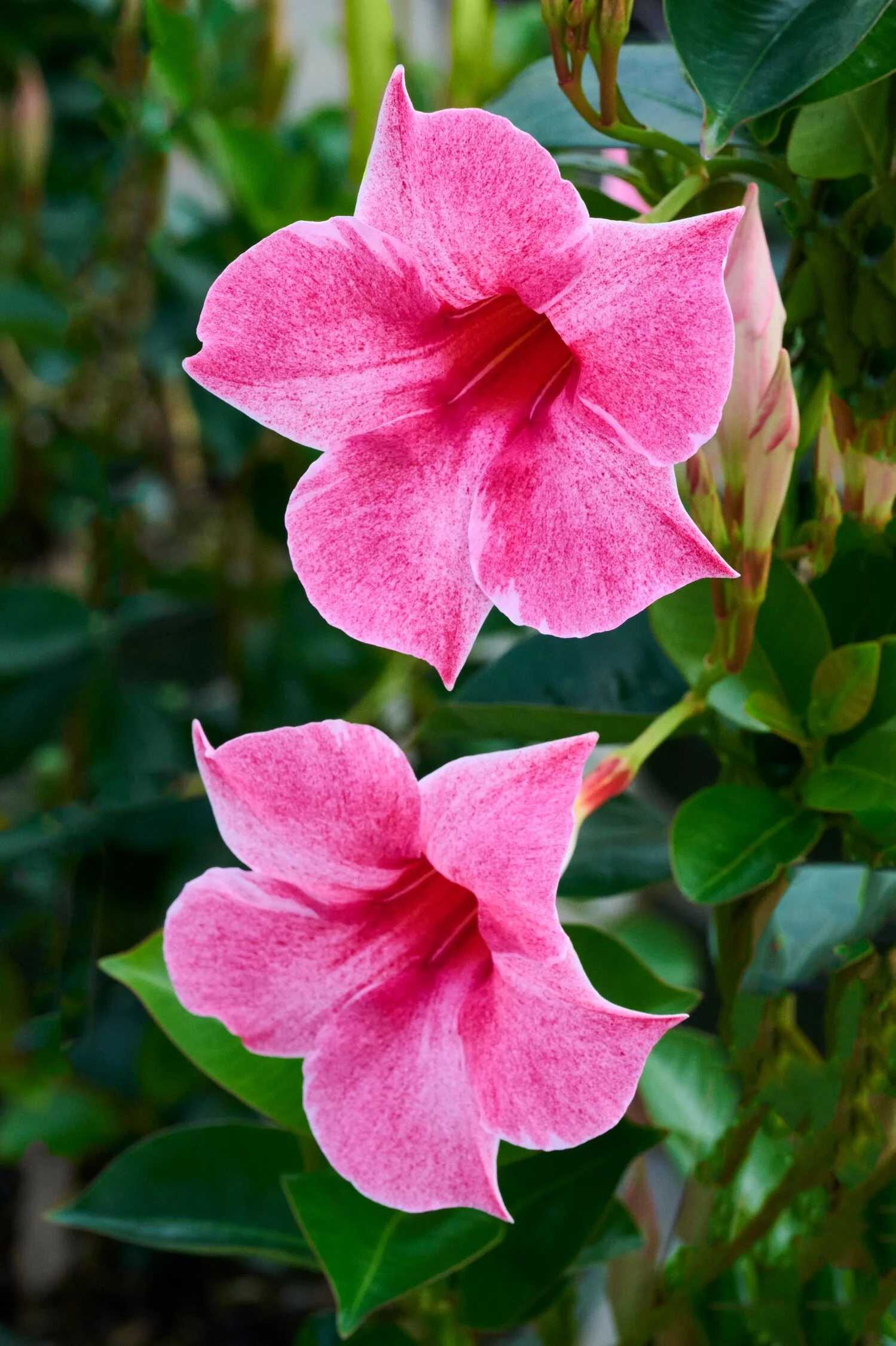 Sun Parasol® Original XP Mauvelous Mandevilla 9 Sun Parasol® Original XP Mauvelous Mandevilla