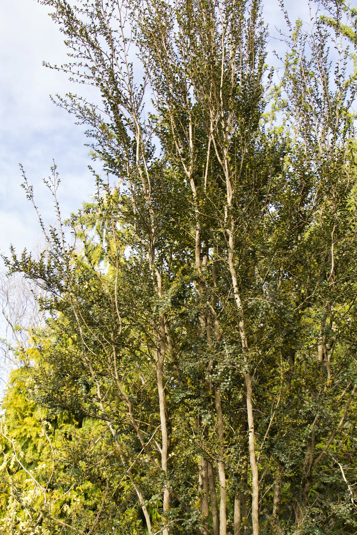 Box-Leaf Azara 3 Box-Leaf Azara