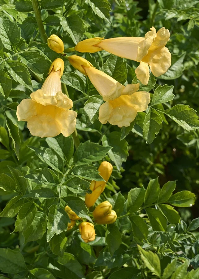 Yellow Trumpet Vine 8 Yellow Trumpet Vine