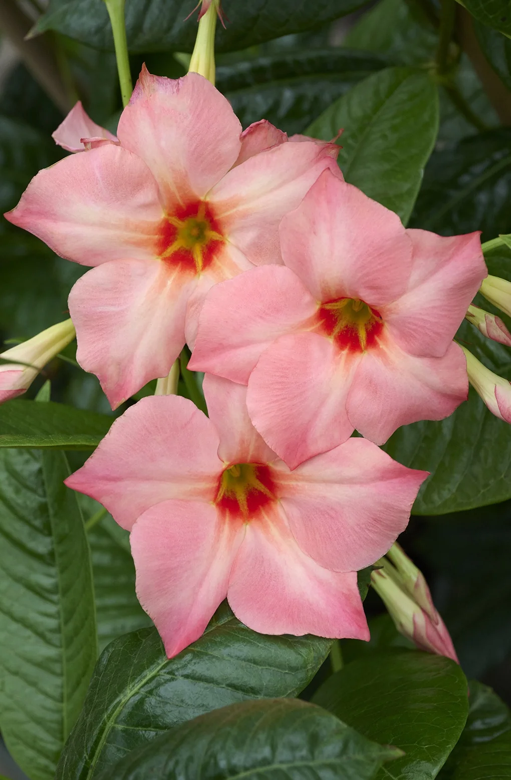 Sun Parasol® Giant Peach Sunrise Mandevilla