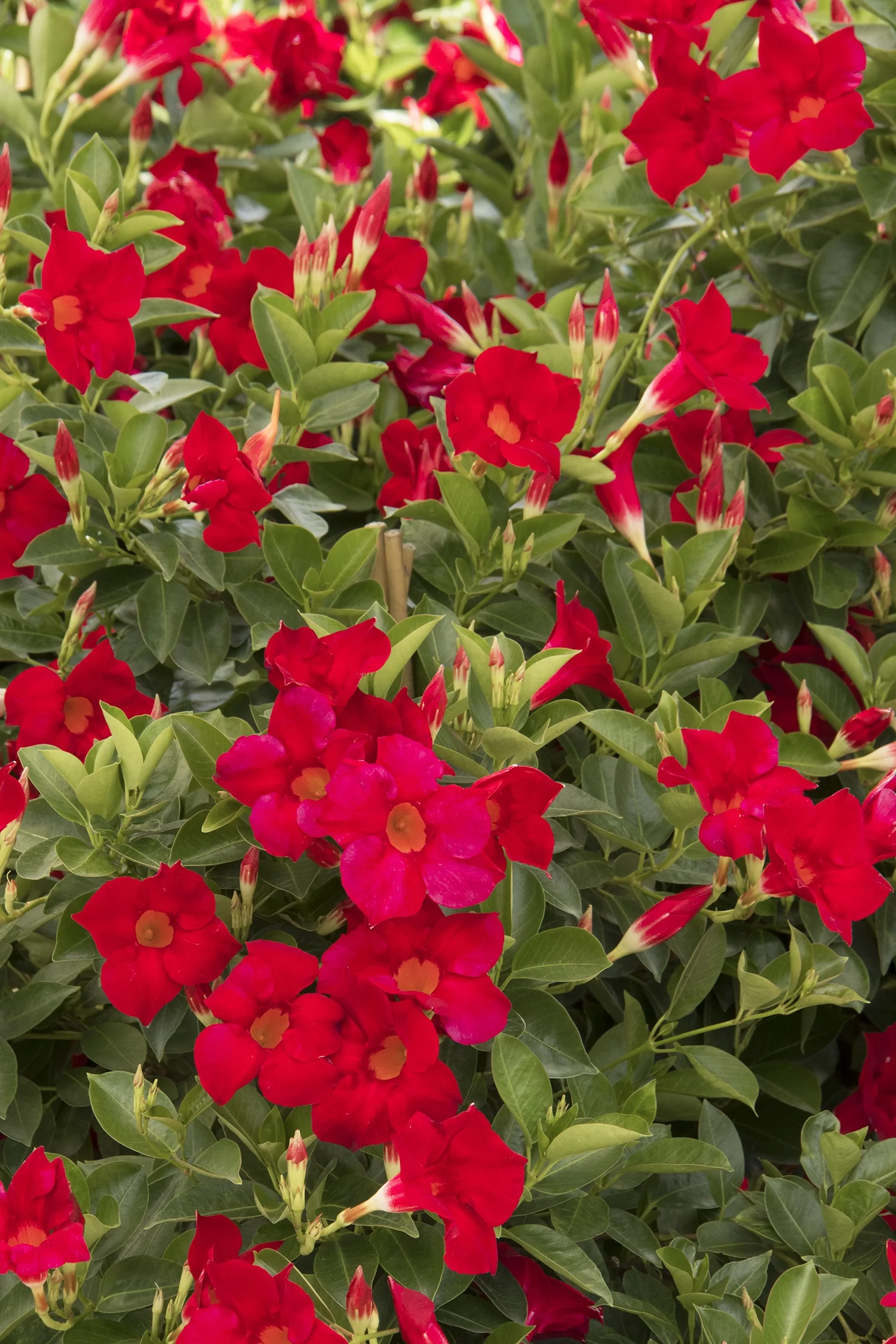 Sun Parasol® Crimson Mandevilla