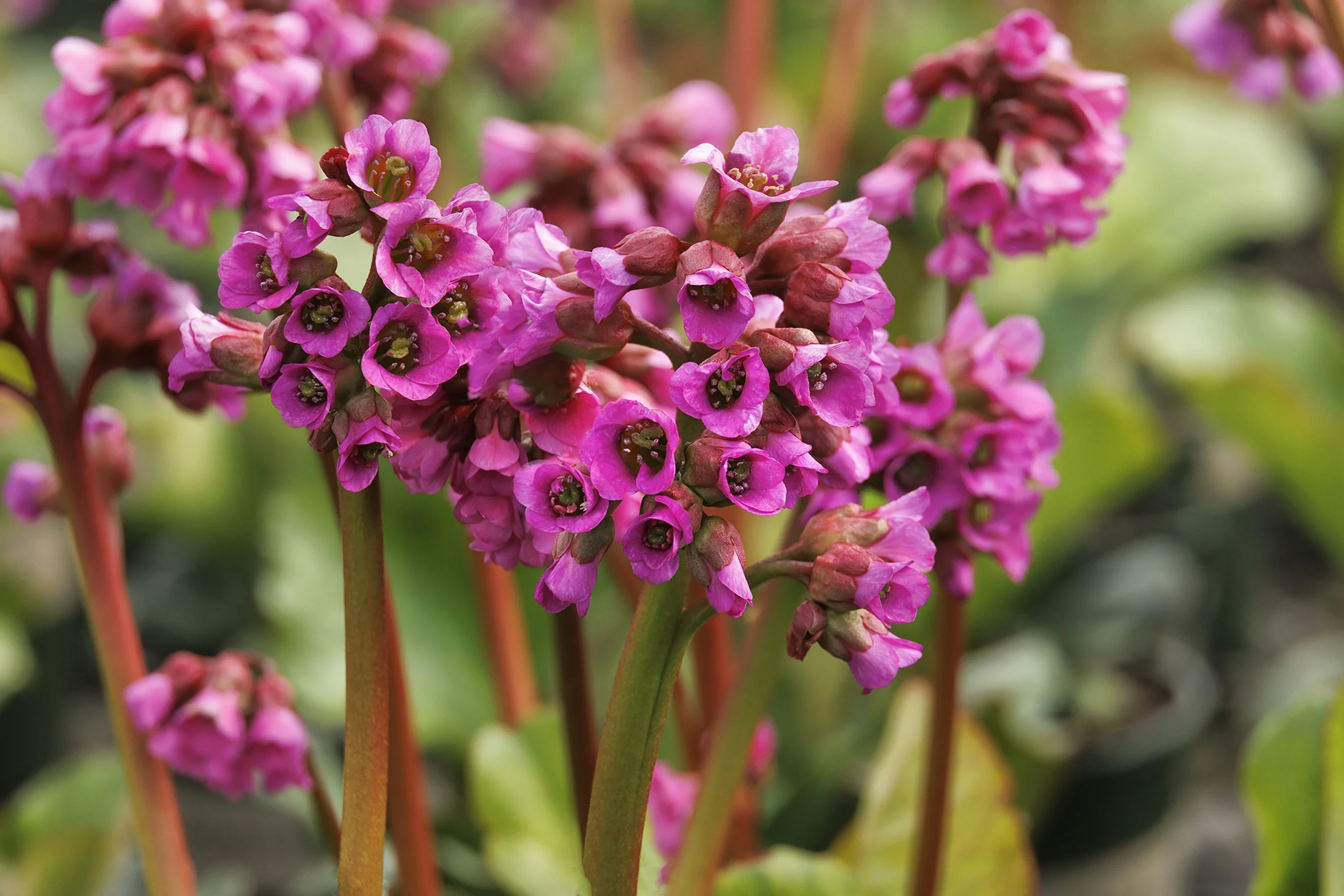 Winterglow Heart-Leaved Bergenia