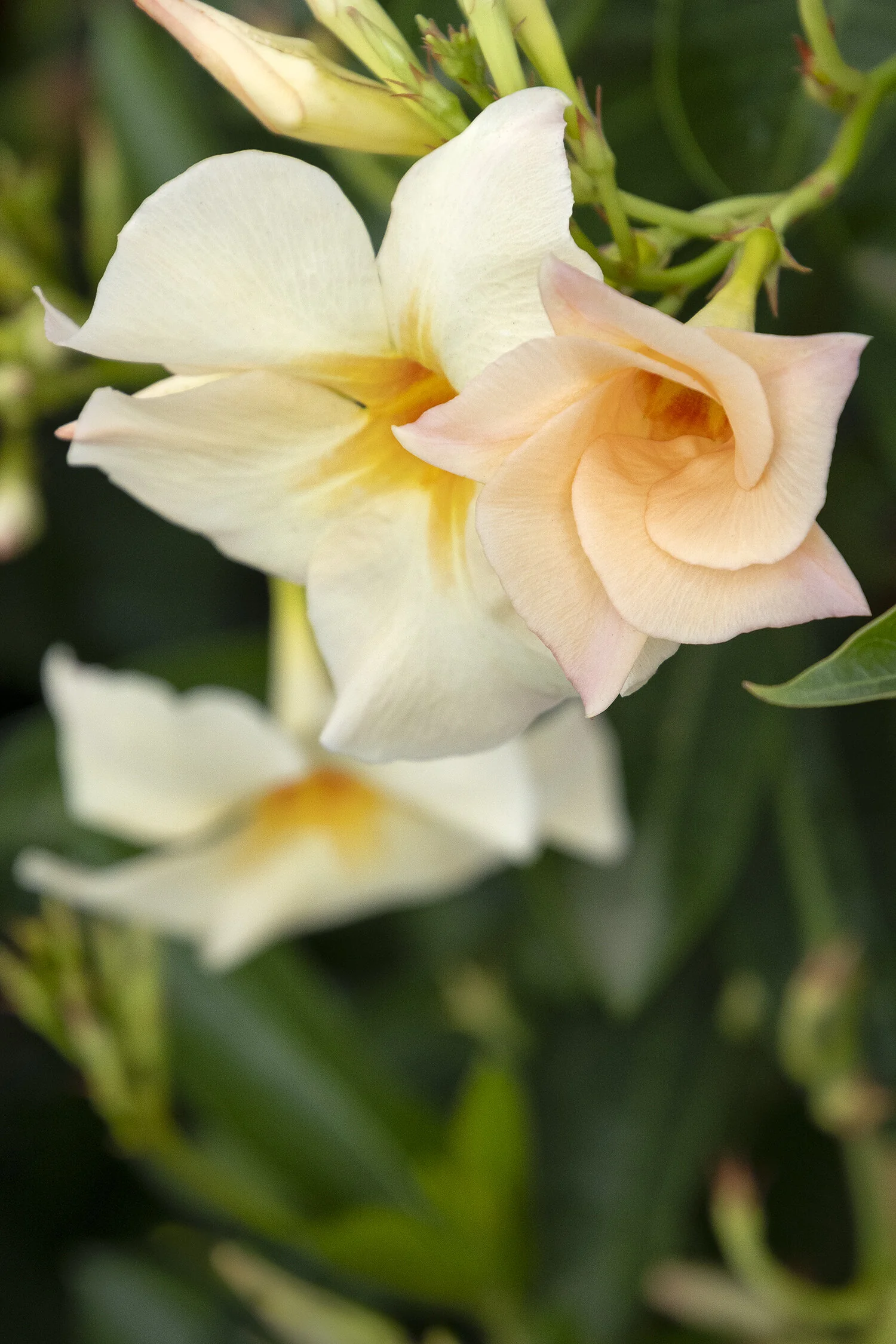 Sun Parasol® Apricot Mandevilla