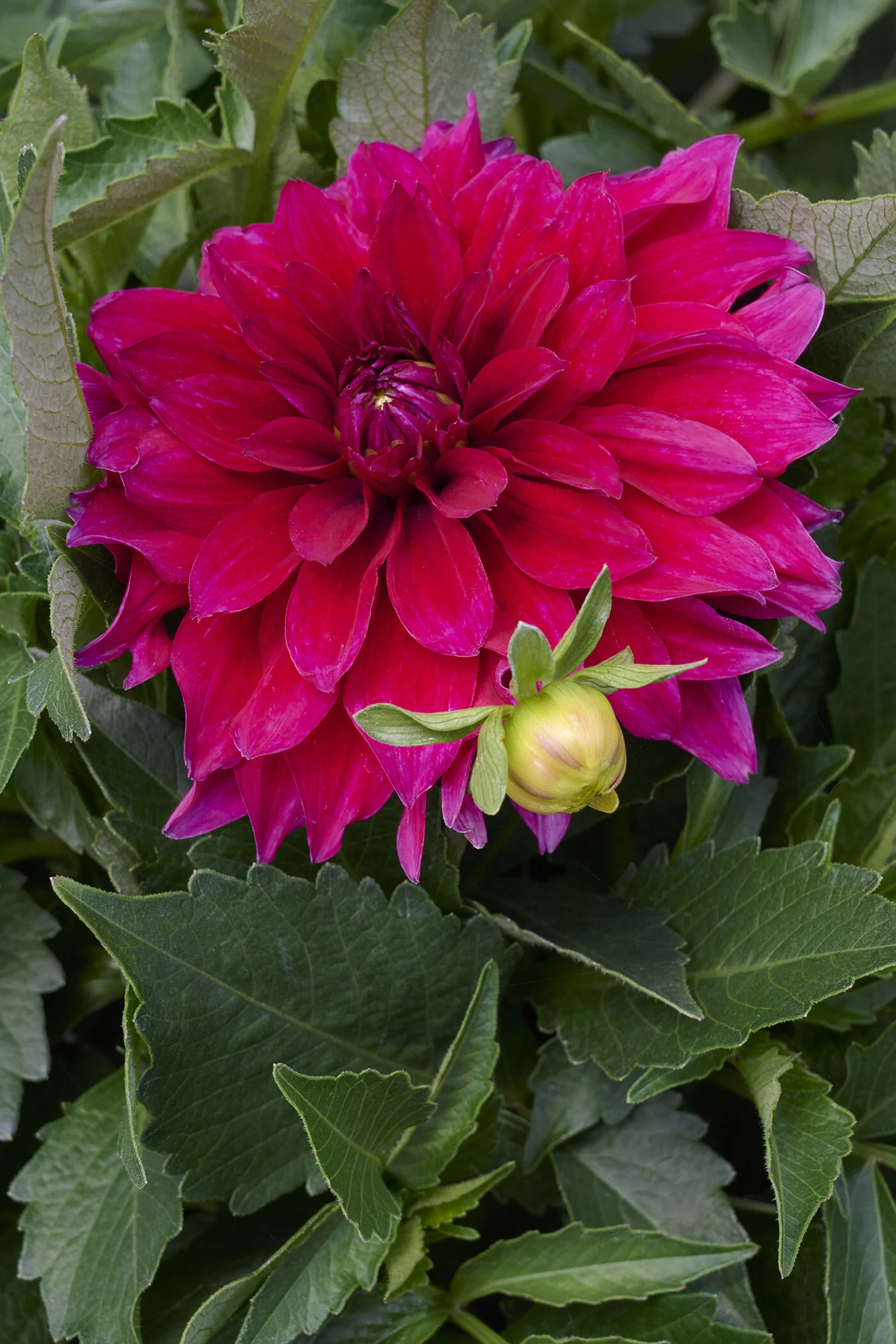 Labella® Maggiore Purple Dahlia 1 Labella® Maggiore Purple Dahlia