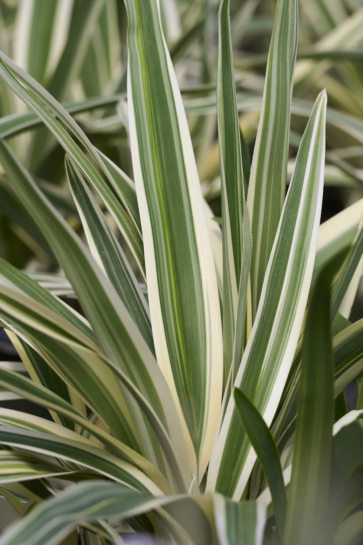 Silver Streak Flax Lily 2 Silver Streak Flax Lily