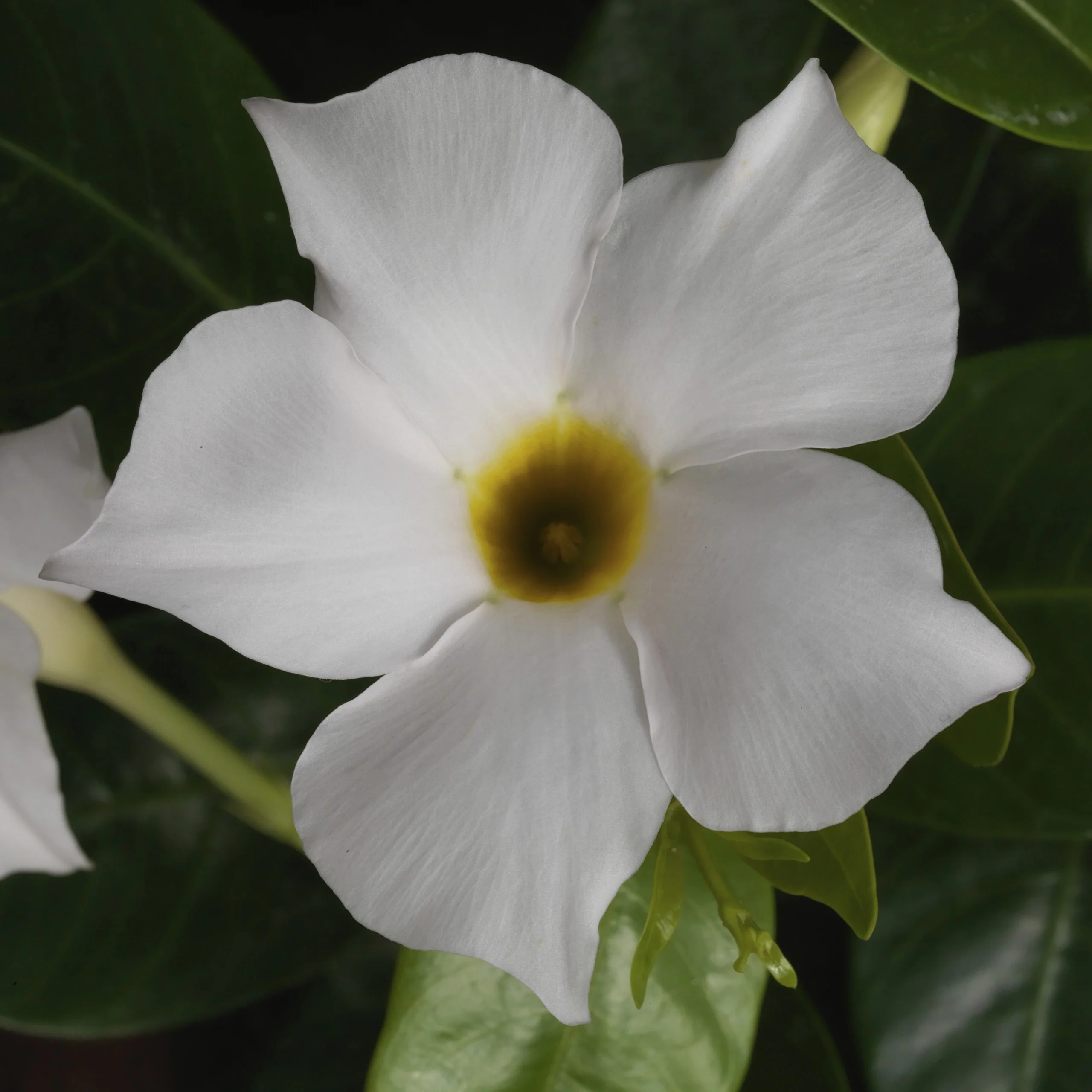Madinia™ White Mandevilla 7 Madinia™ White Mandevilla