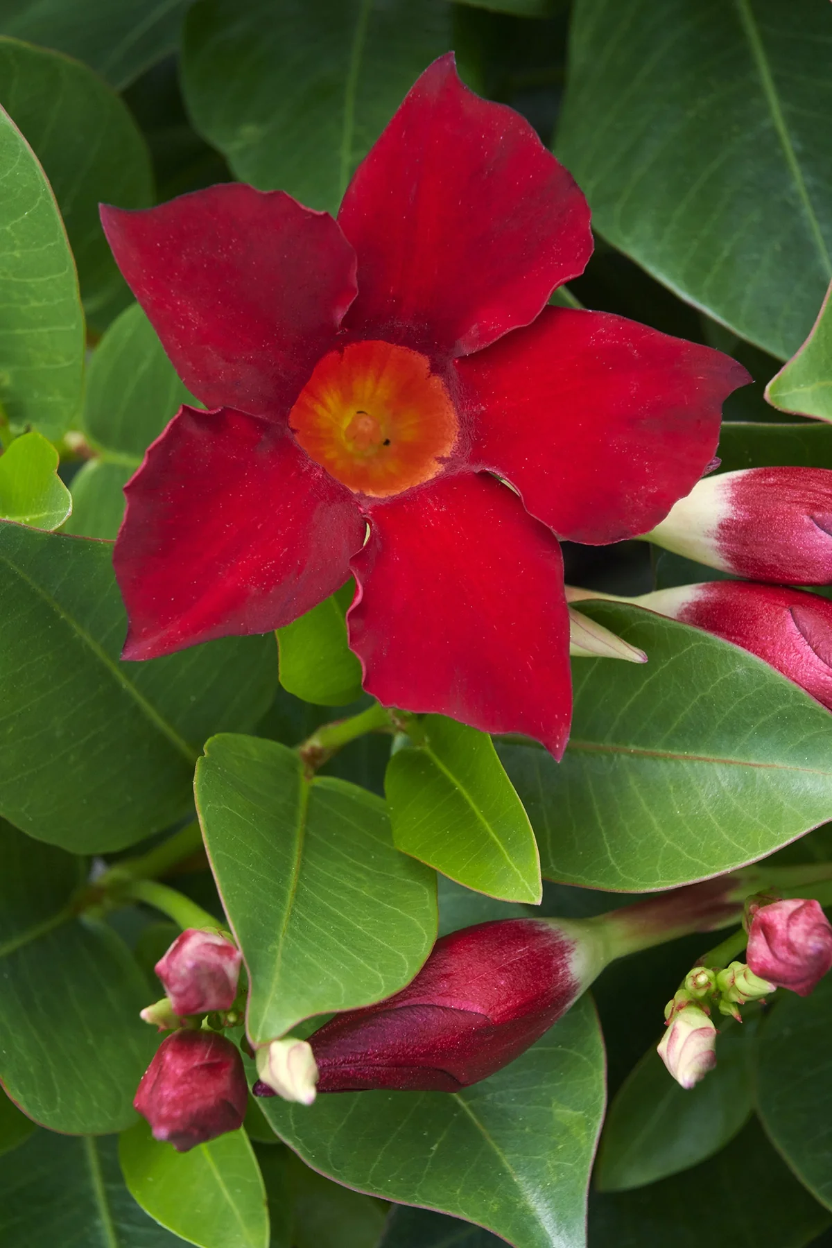 Madinia™ Deep Red Mandevilla