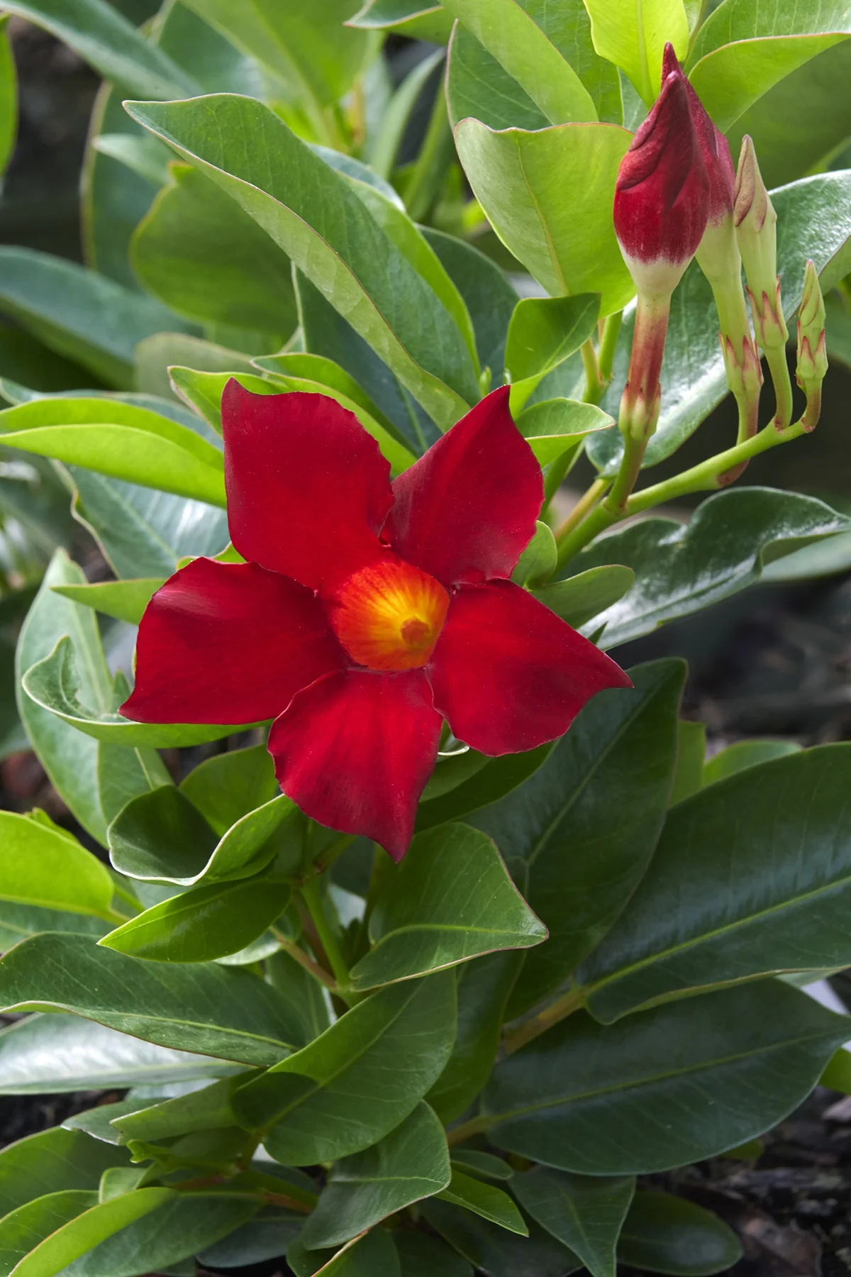 Madinia™ Deep Red Mandevilla 2 Madinia™ Deep Red Mandevilla