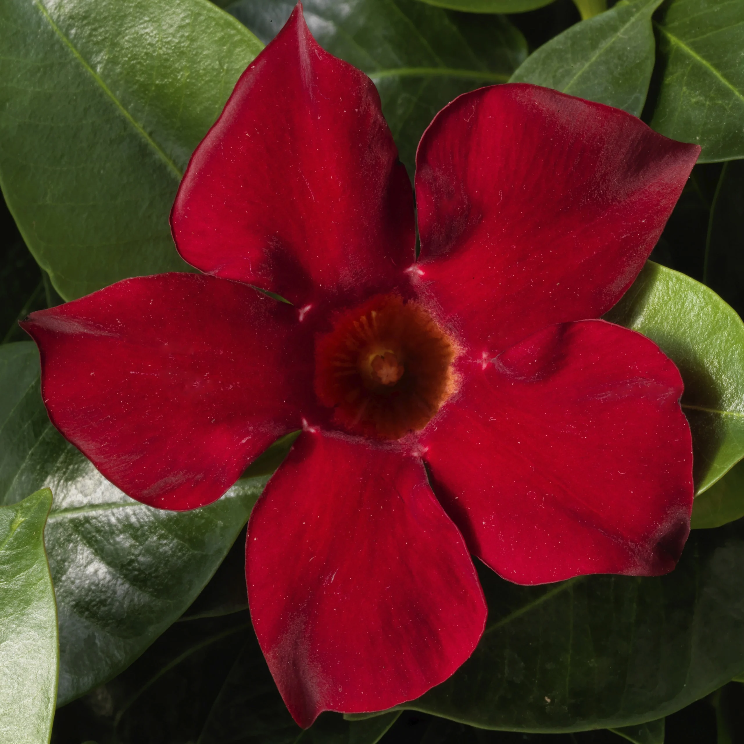 Madinia™ Deep Red Mandevilla 3 Madinia™ Deep Red Mandevilla