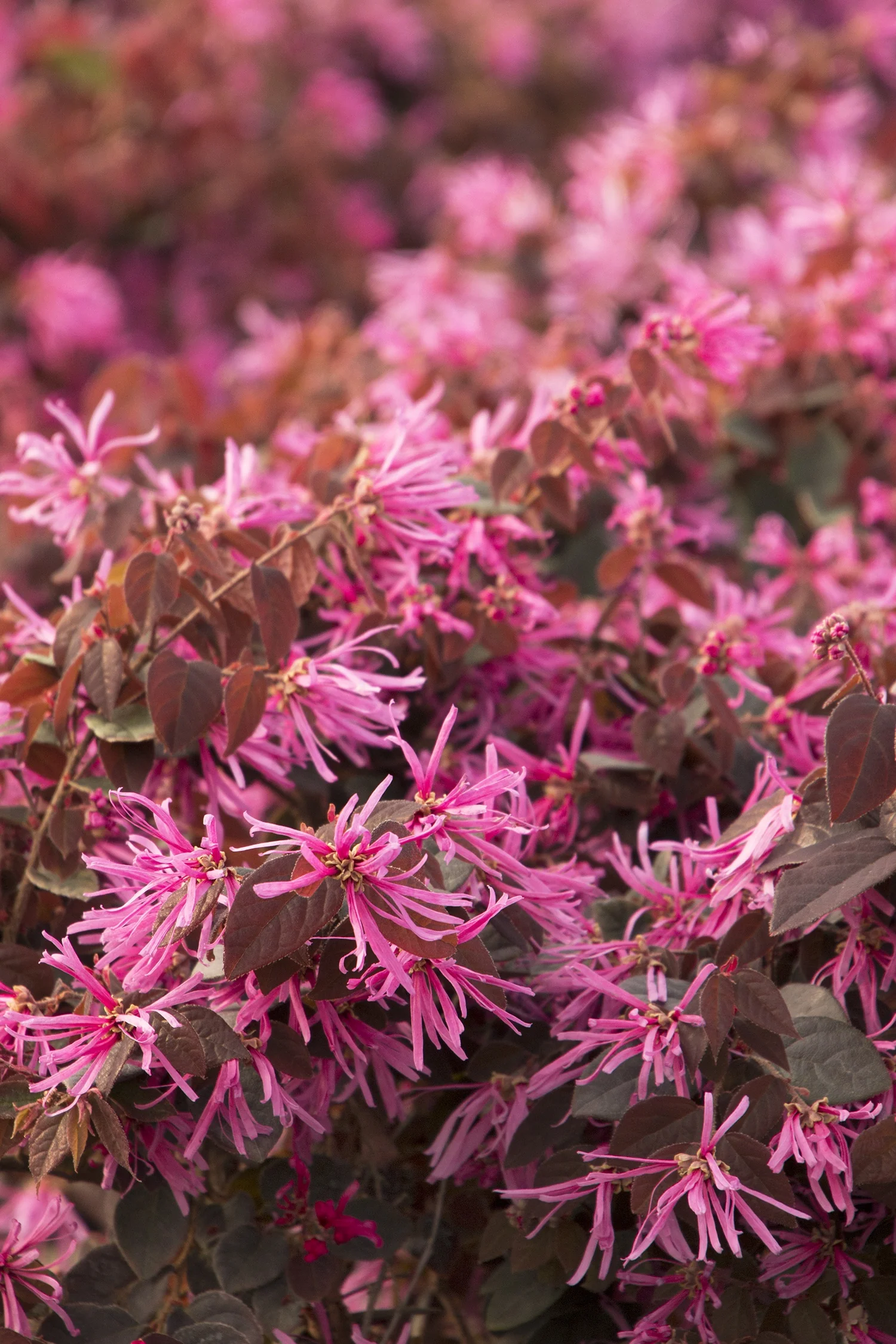 Sizzling Pink Fringe Flower 3 Sizzling Pink Fringe Flower