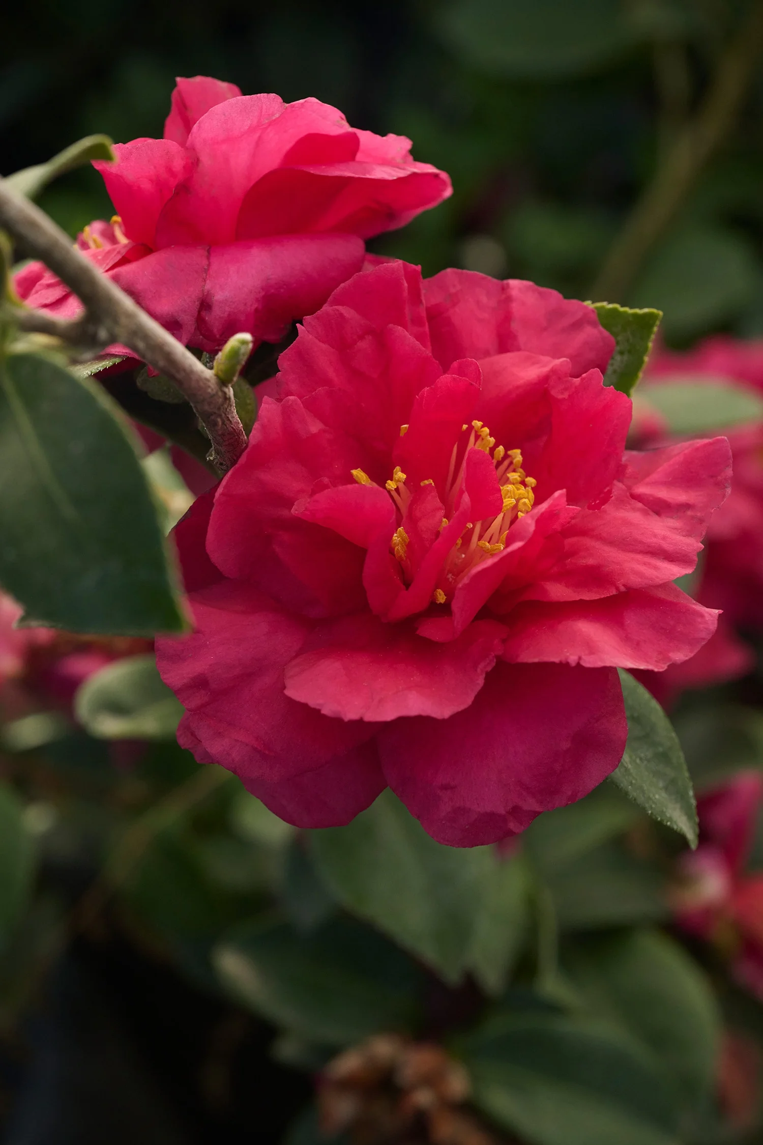 Bonanza Camellia