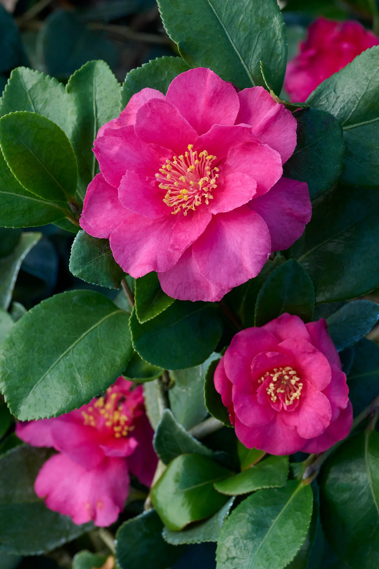 Bonanza Camellia 2 Bonanza Camellia