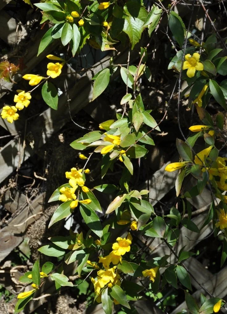 Swamp Jessamine