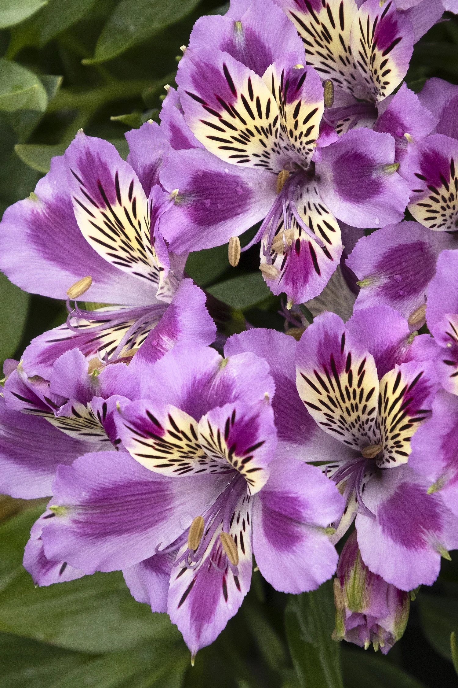 Colorita® Mulan® Peruvian Lily 2 Colorita® Mulan® Peruvian Lily
