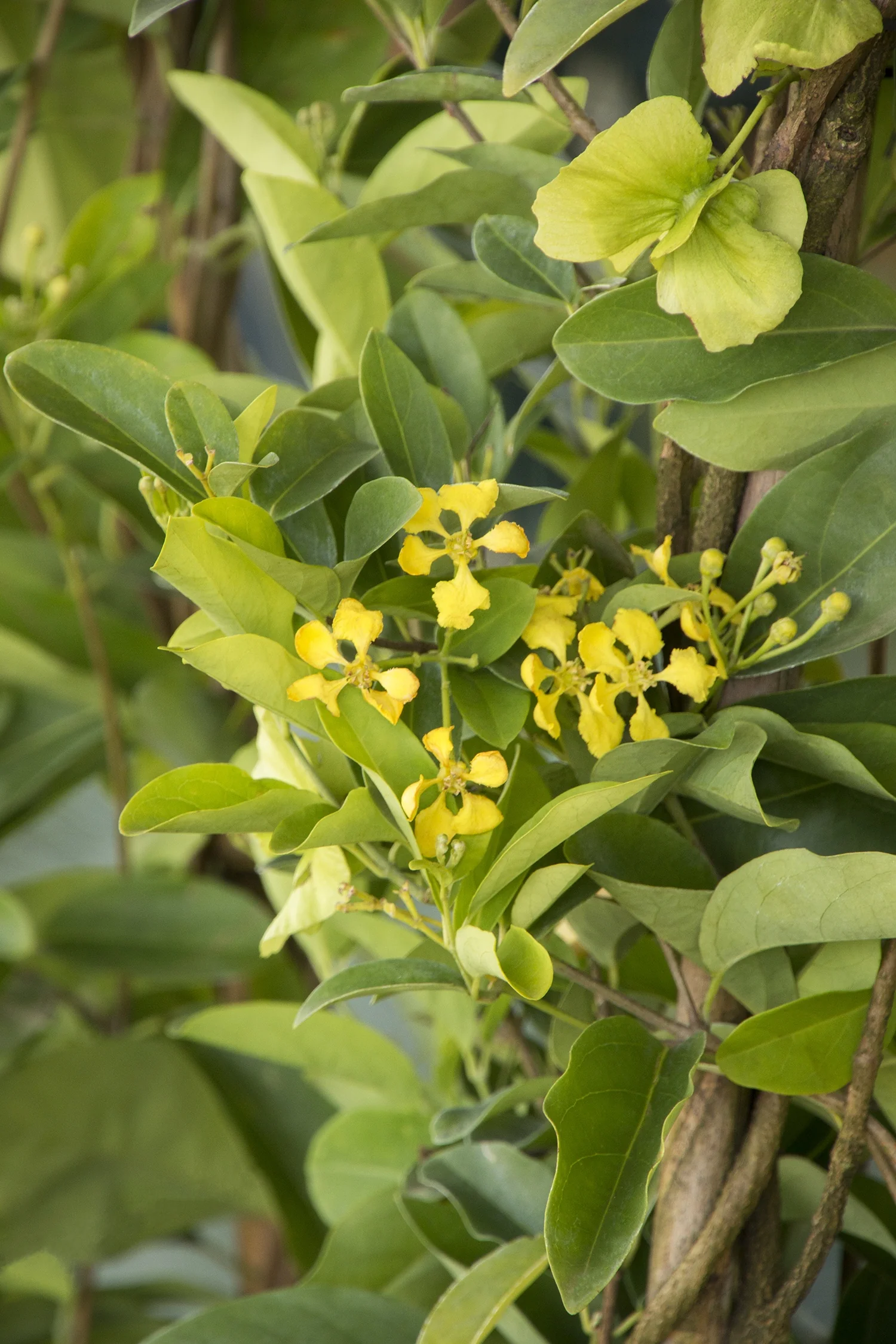 Butterfly Vine
