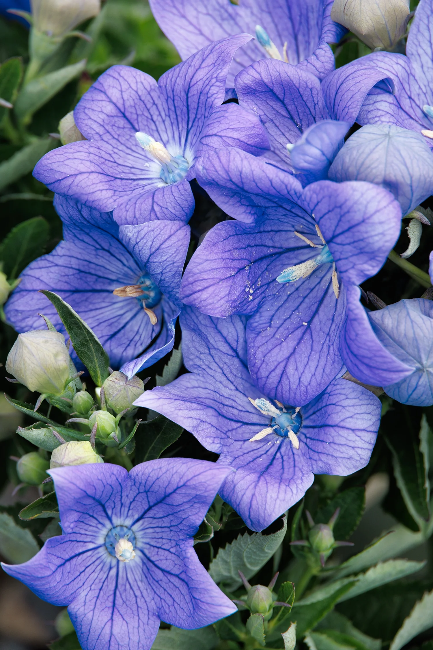 Sentimental Blue Balloon Flower 1 Sentimental Blue Balloon Flower