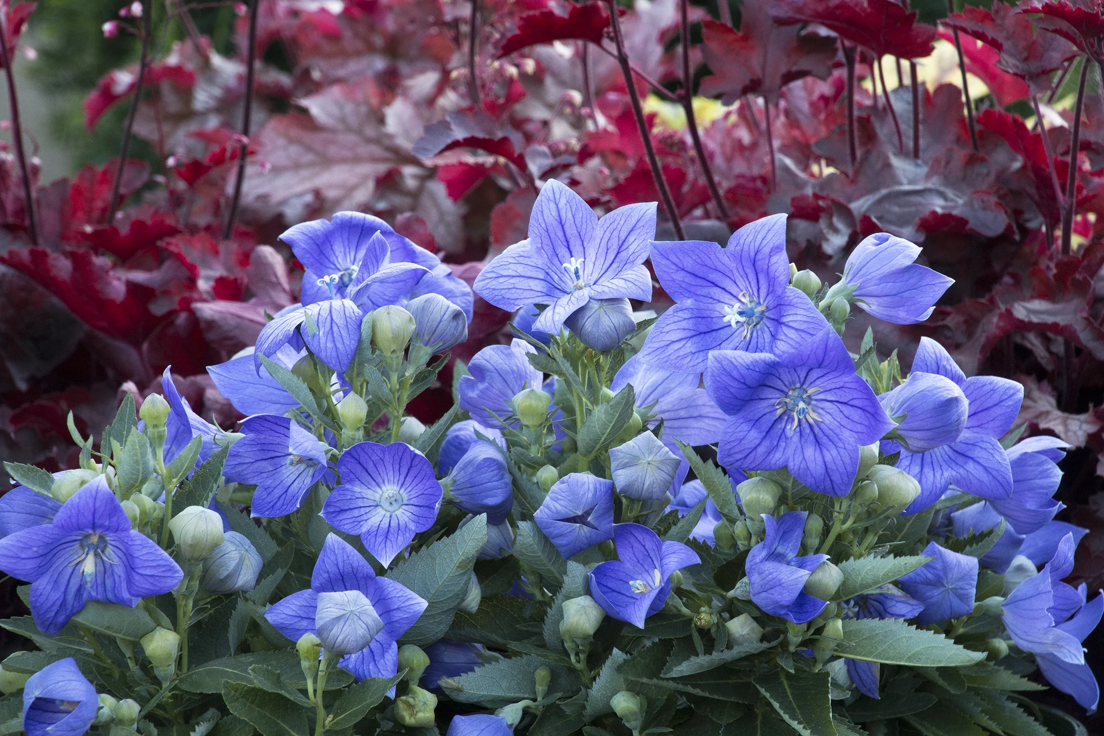 Sentimental Blue Balloon Flower 2 Sentimental Blue Balloon Flower