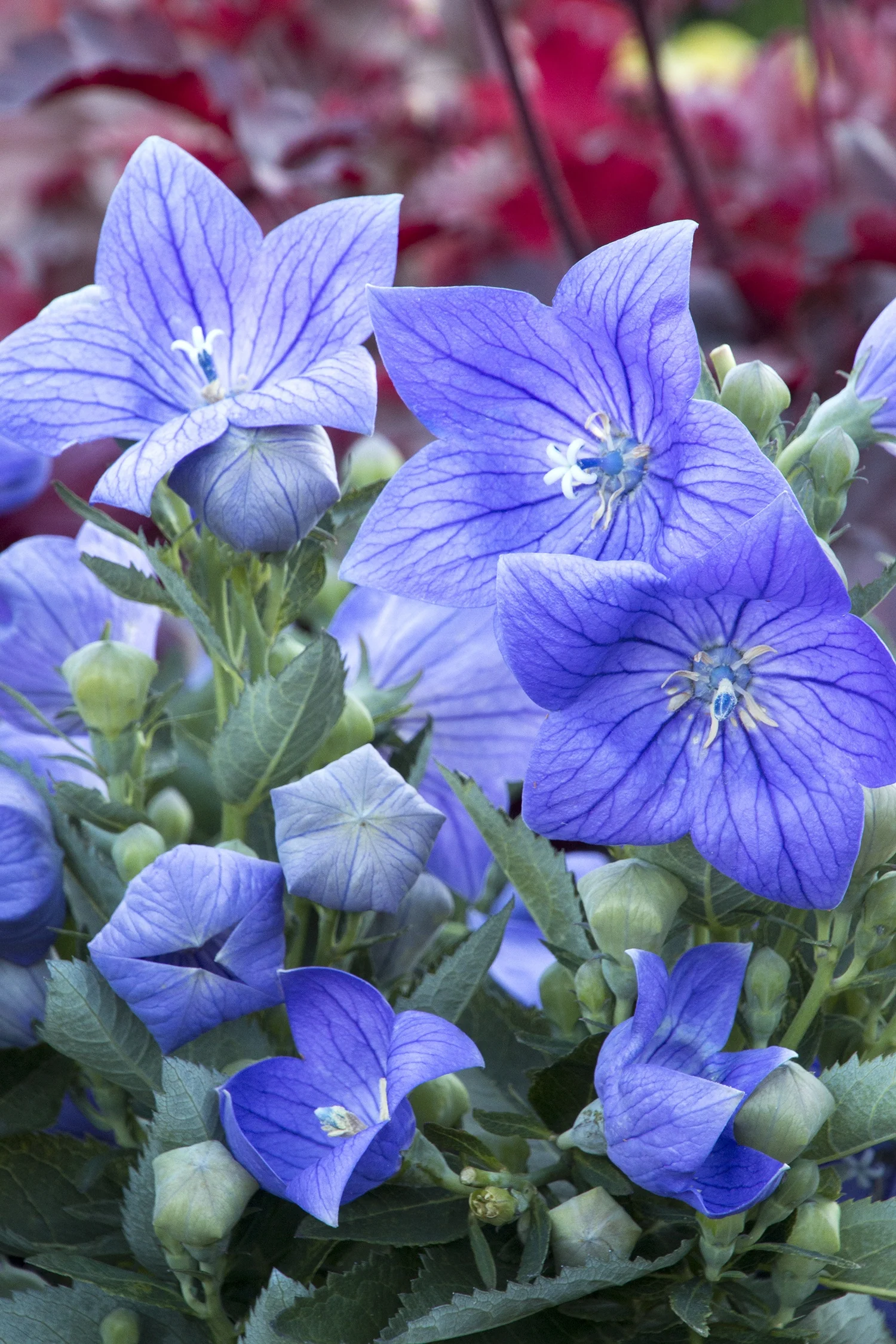 Sentimental Blue Balloon Flower 3 Sentimental Blue Balloon Flower